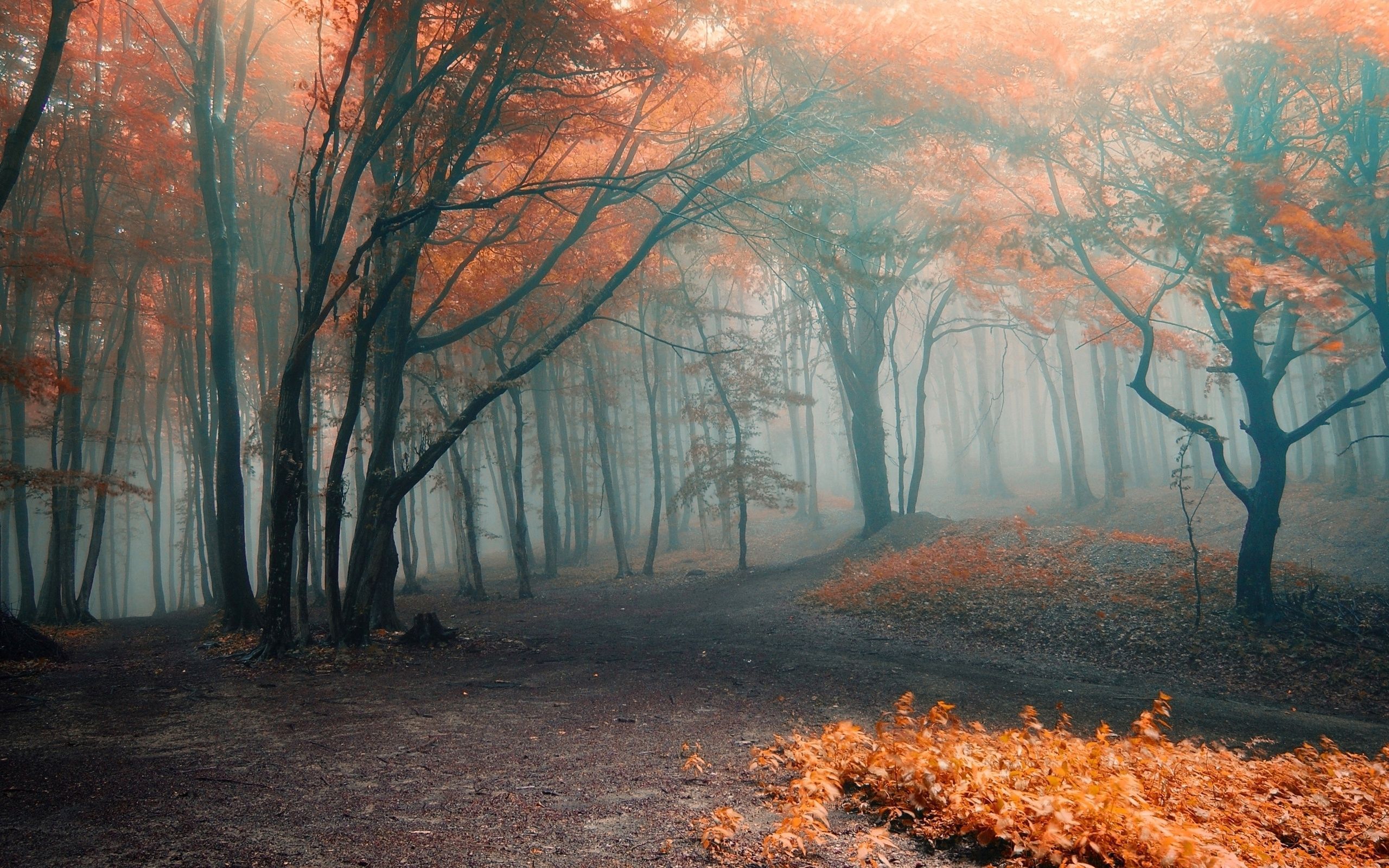 Foggy Woods Wallpapers - 4k, HD Foggy Woods Backgrounds on WallpaperBat