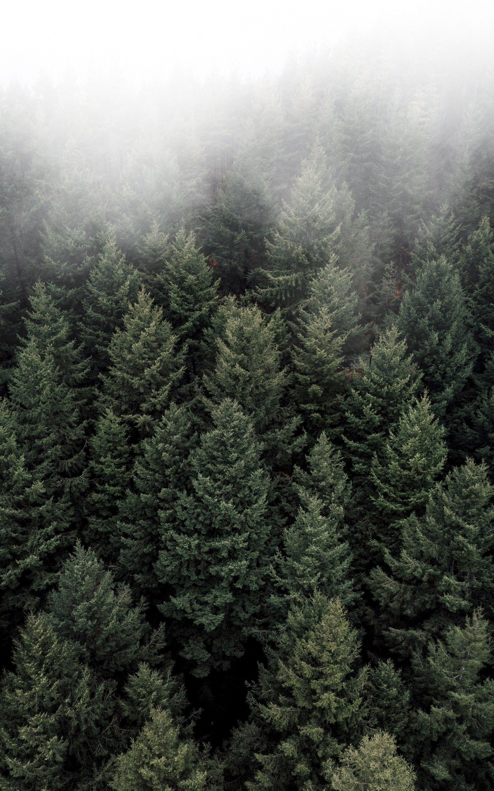 Foggy Trees Wallpapers - 4k, HD Foggy Trees Backgrounds on WallpaperBat