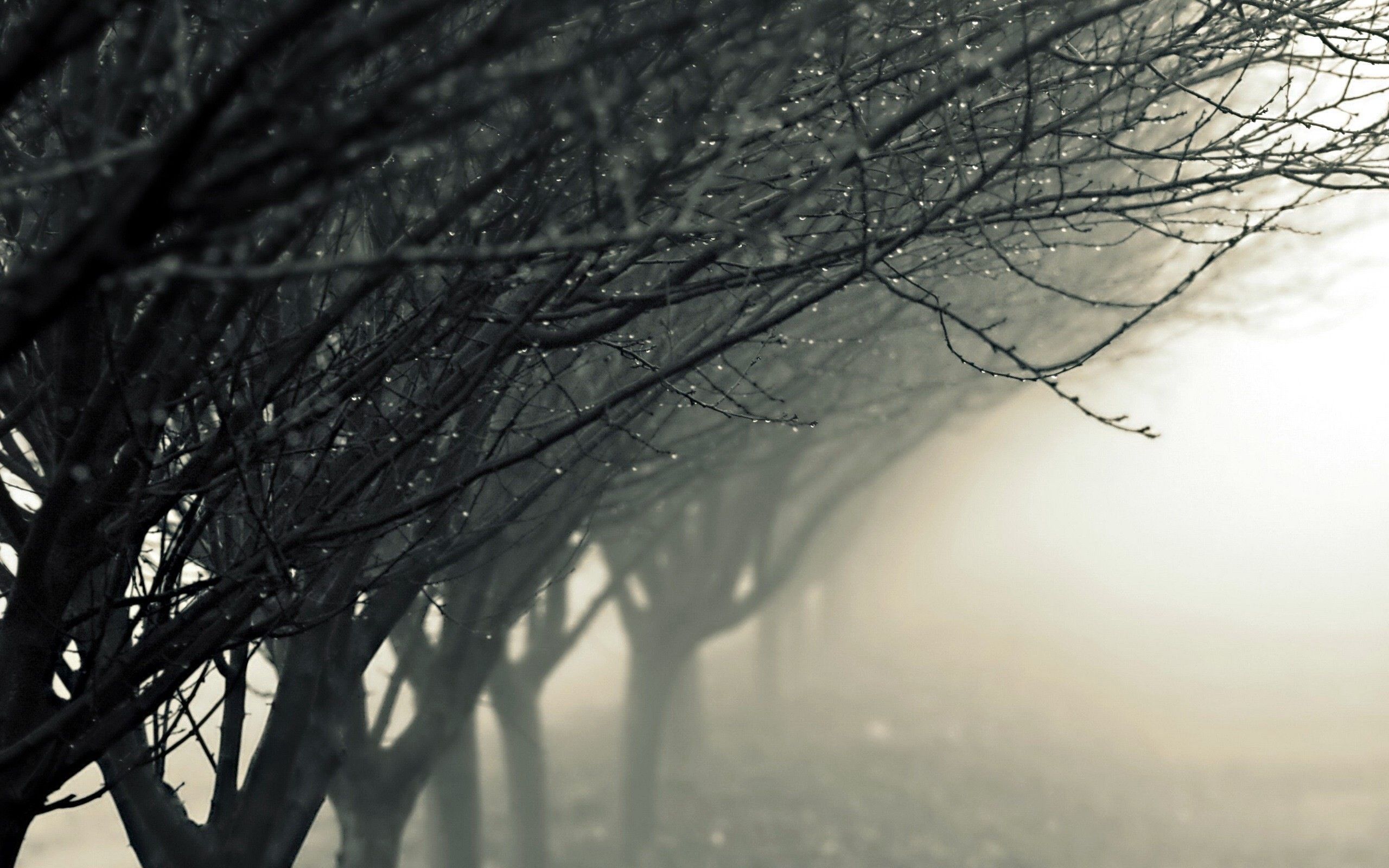 Foggy Trees Wallpapers - 4k, HD Foggy Trees Backgrounds on WallpaperBat