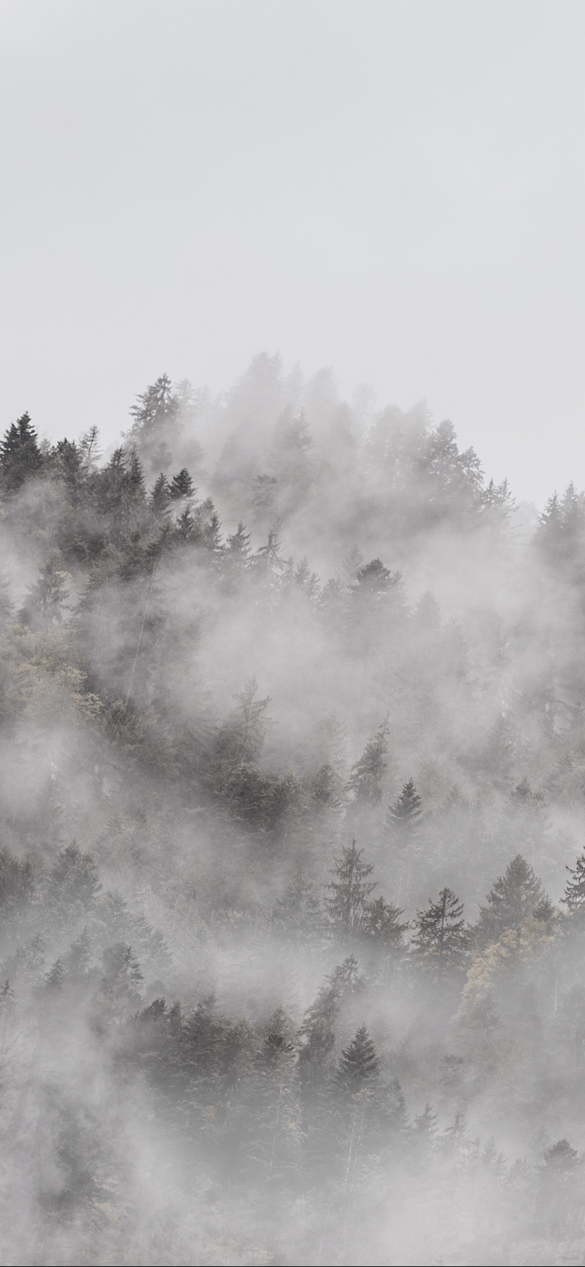 828x1792 Foggy Morning Wallpaper in 2020. Nature photography, Forest wallpaper, Photography on WallpaperBat