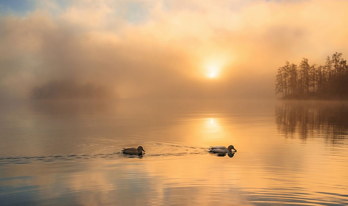 1200x712 Dreamy Pixel. Bled on a foggy morning with ducks swimming on WallpaperBat