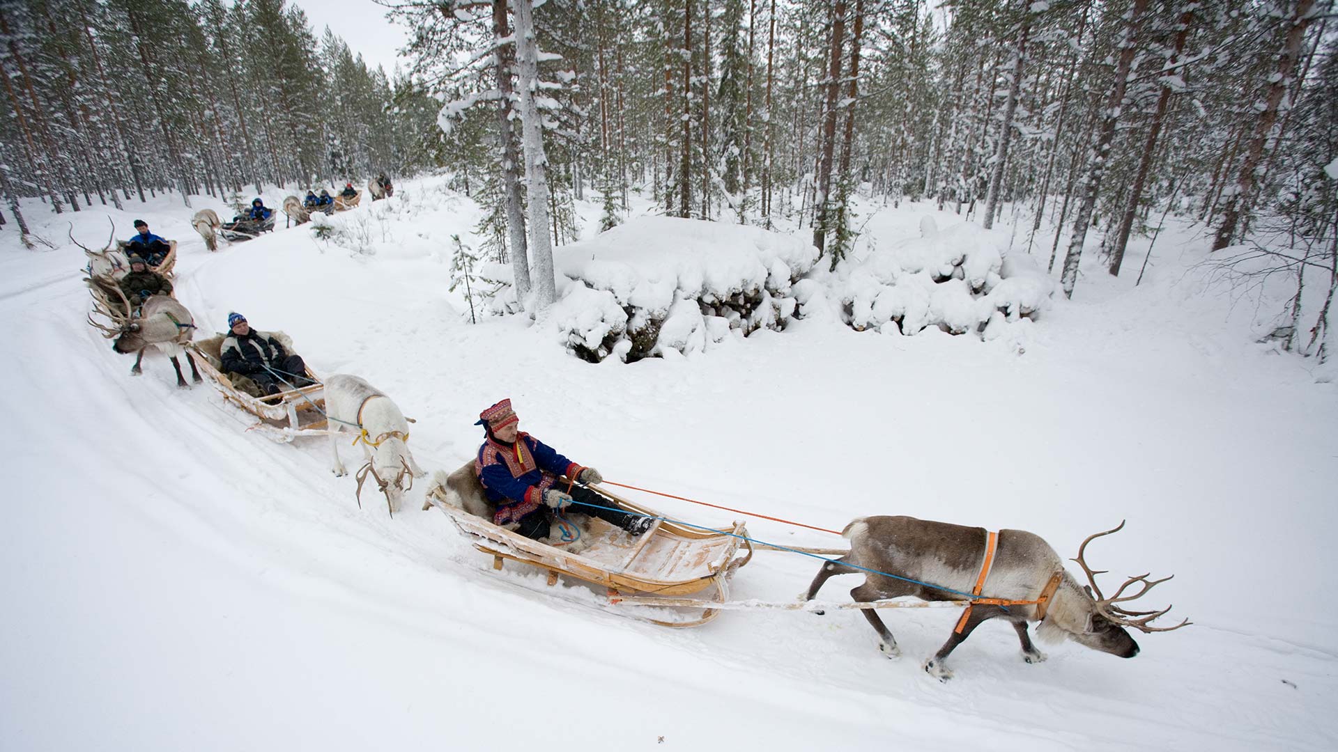 Катание на олене. Оленьи упряжки в Карелии. Финляндия Оленья упряжка. Reindeer Sled Финляндия. Ловозеро Саамская деревня.