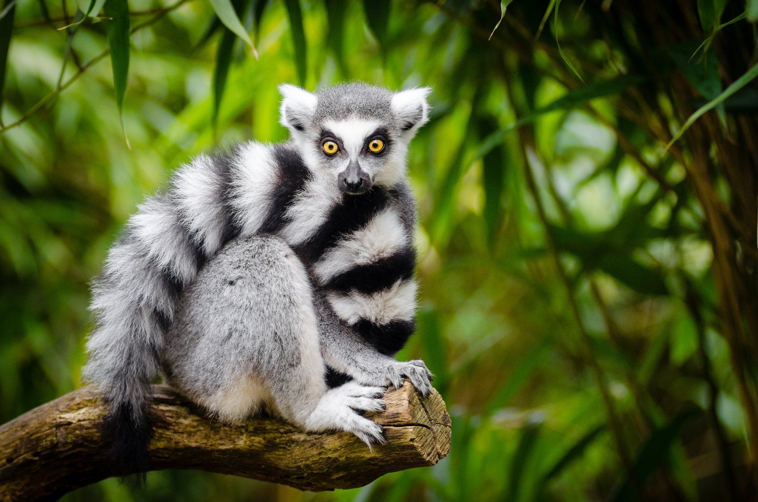 Exotic Animal Wallpapers 4k HD Exotic Animal Backgrounds On WallpaperBat exotic-animal-wallpapers-4k-hd-exotic-animal-backgrounds-on-wallpaperbat