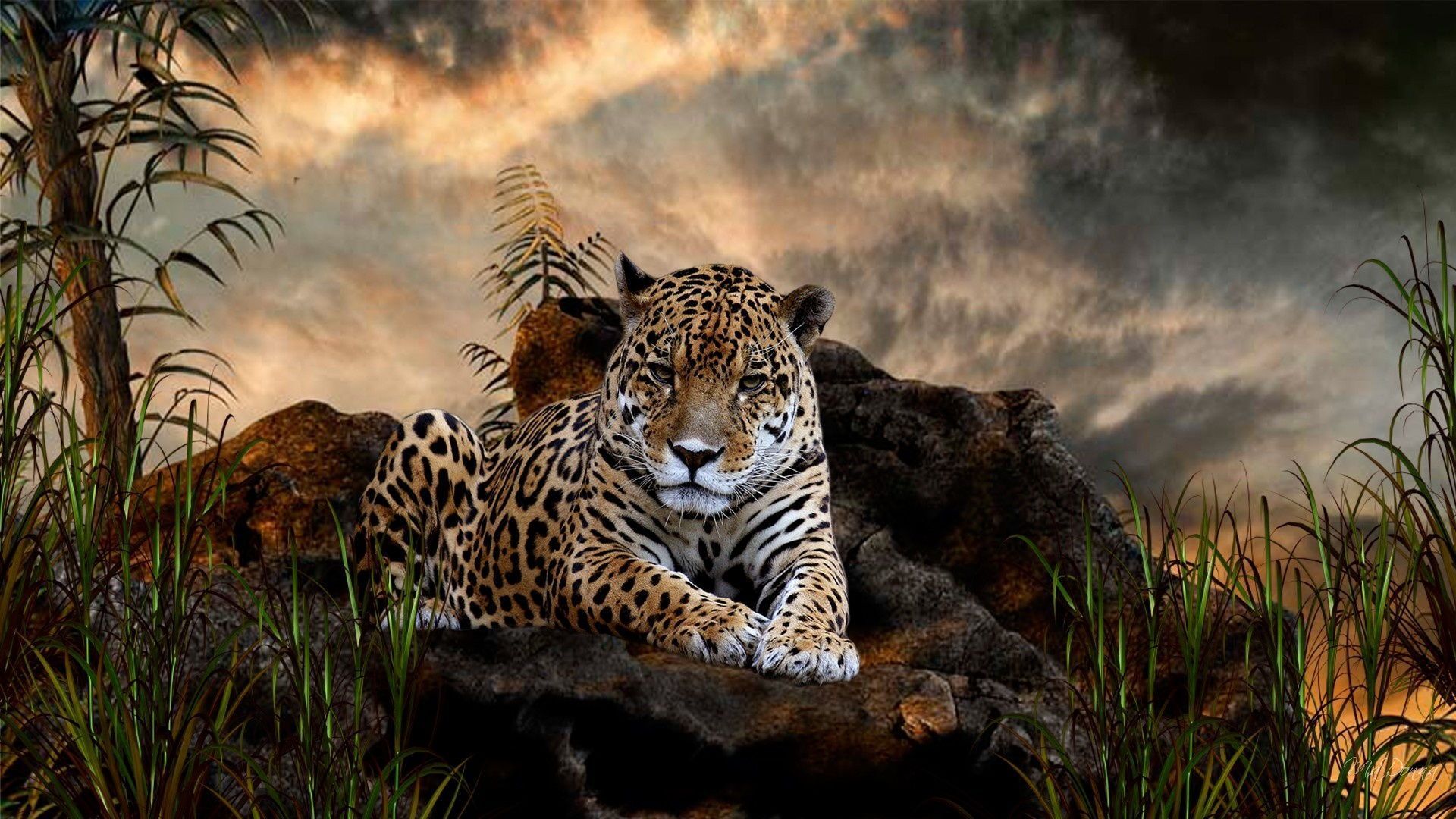 cool wallpapers animals