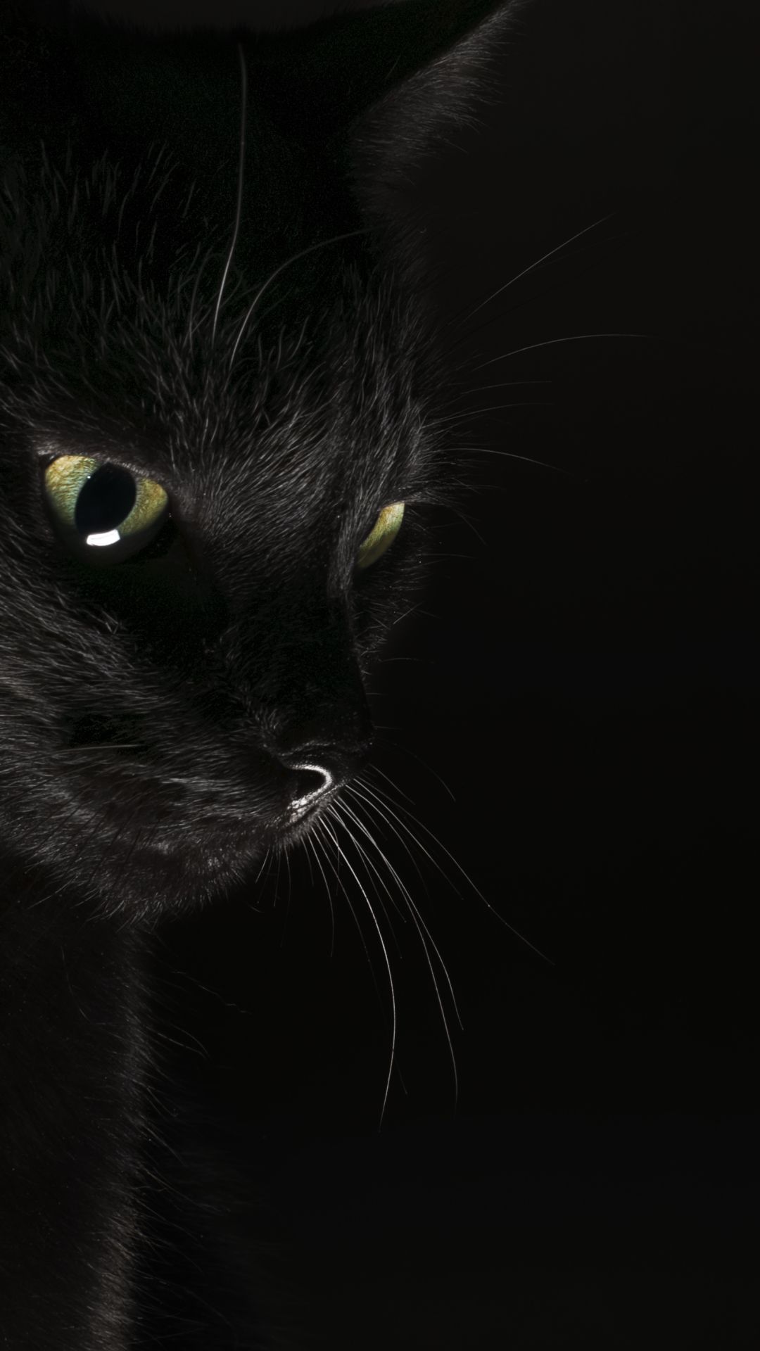Black Cats and Kittens Wallpapers - 4k, HD Black Cats and Kittens