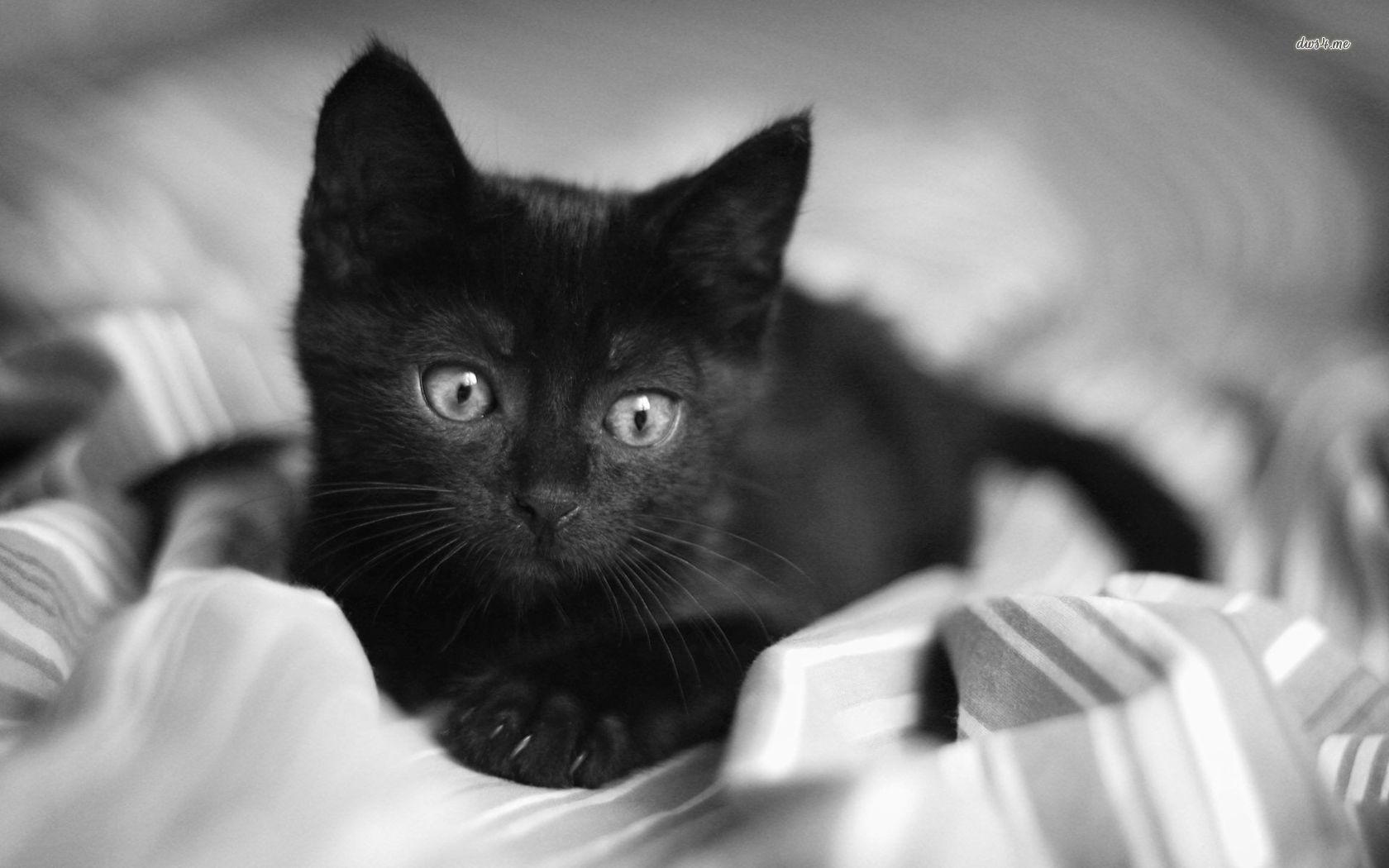 Black Cats and Kittens Wallpapers - 4k, HD Black Cats and Kittens ...