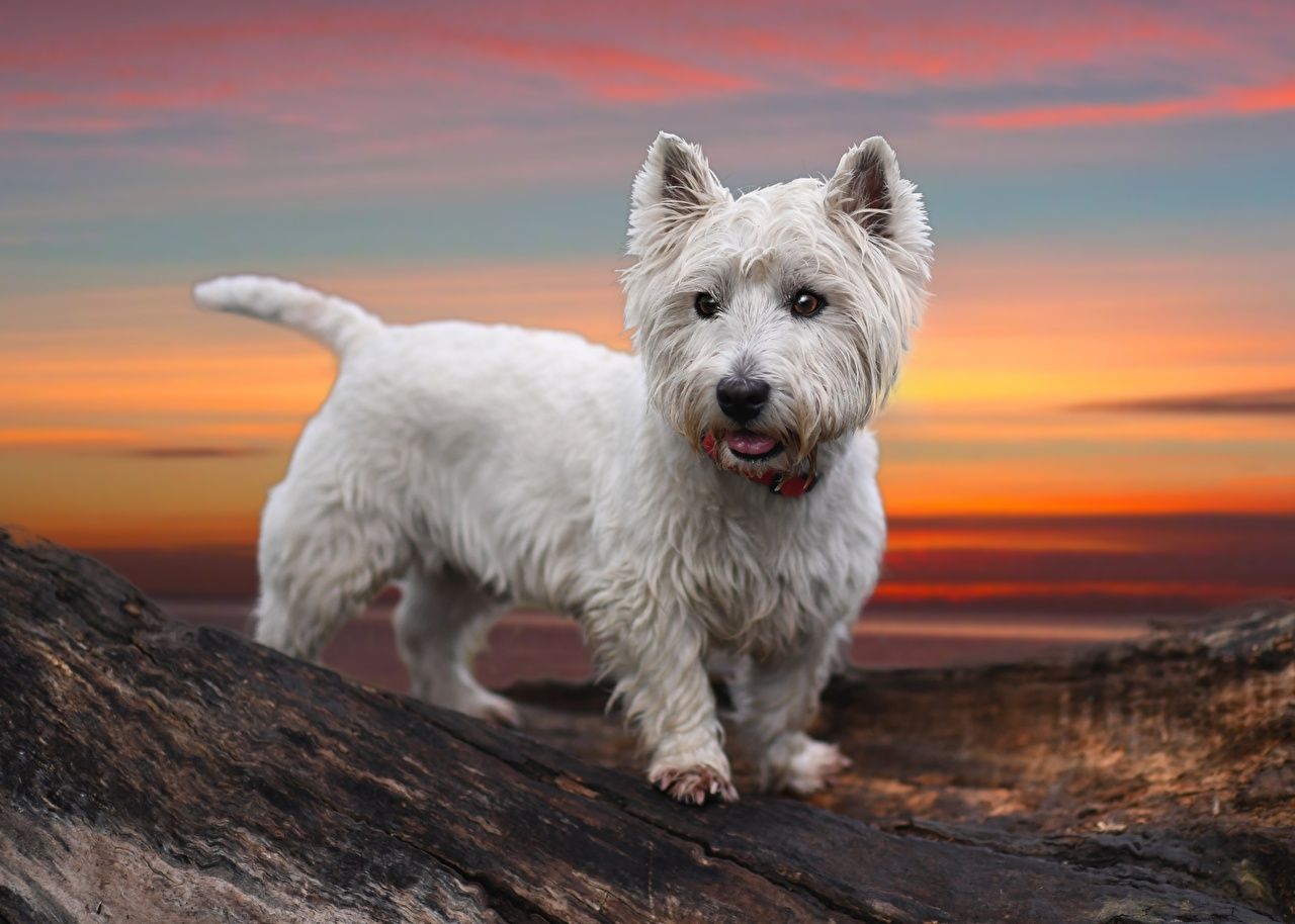 Westie Wallpapers 4k Hd Westie Backgrounds On Wallpaperbat