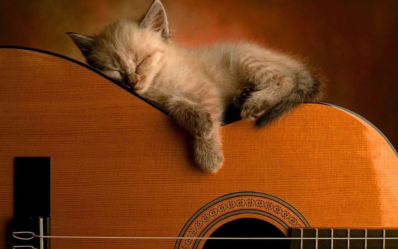 Country Kitten Wallpapers - 4k, HD Country Kitten Backgrounds on