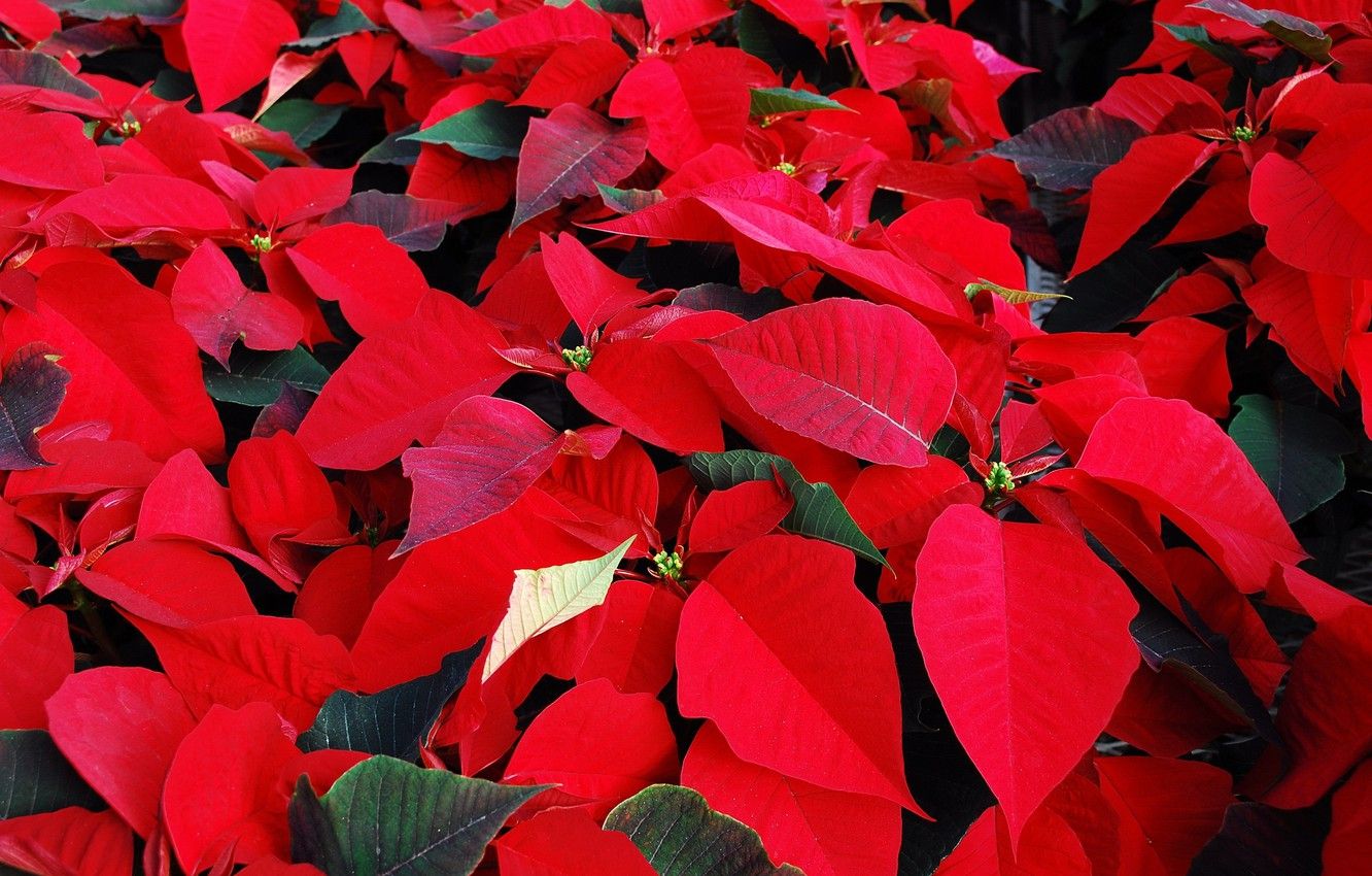 Poinsettia Wallpapers - 4k, HD Poinsettia Backgrounds on WallpaperBat