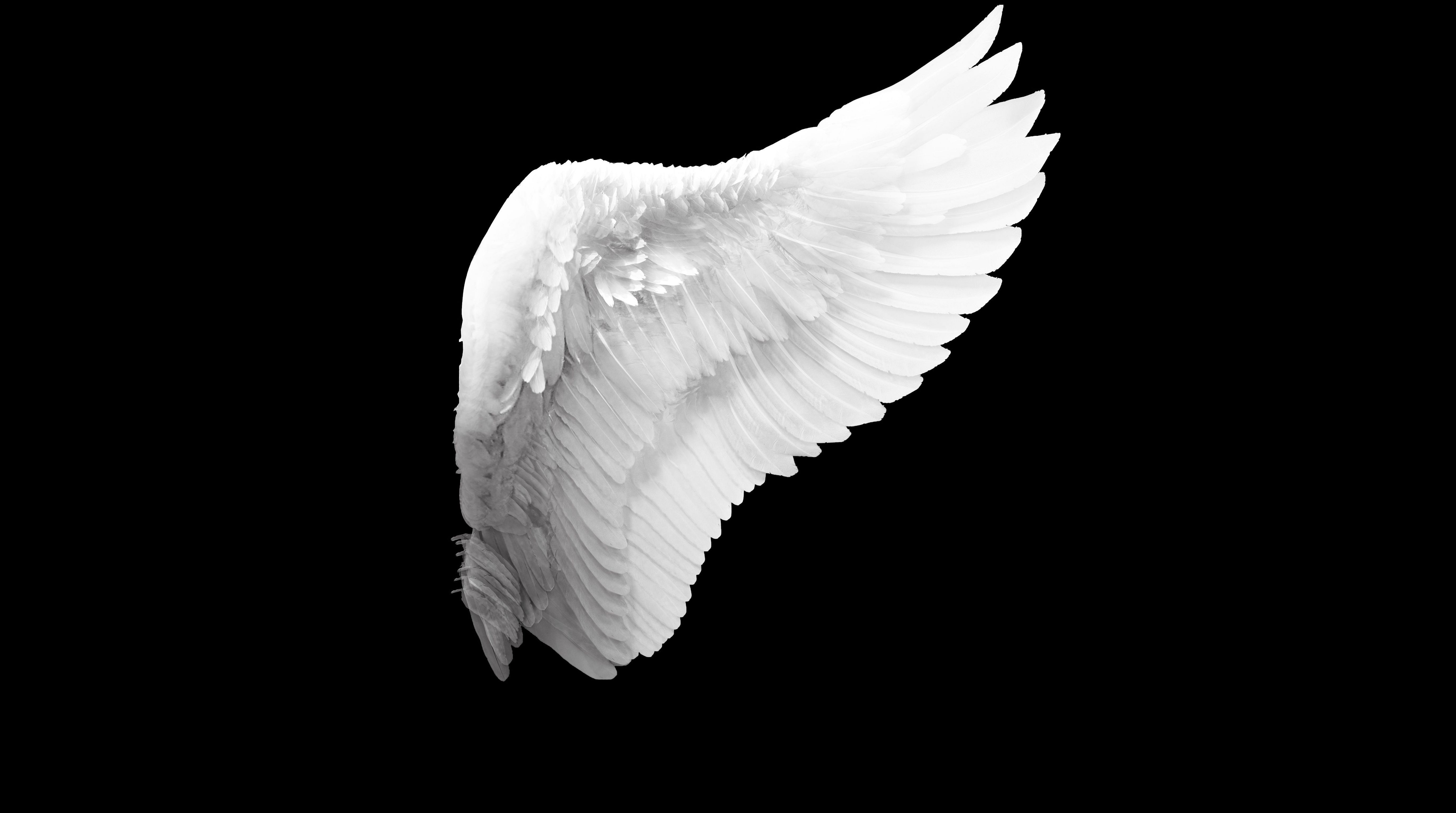 Angel Wings Wallpapers - 4k, HD Angel Wings Backgrounds on WallpaperBat