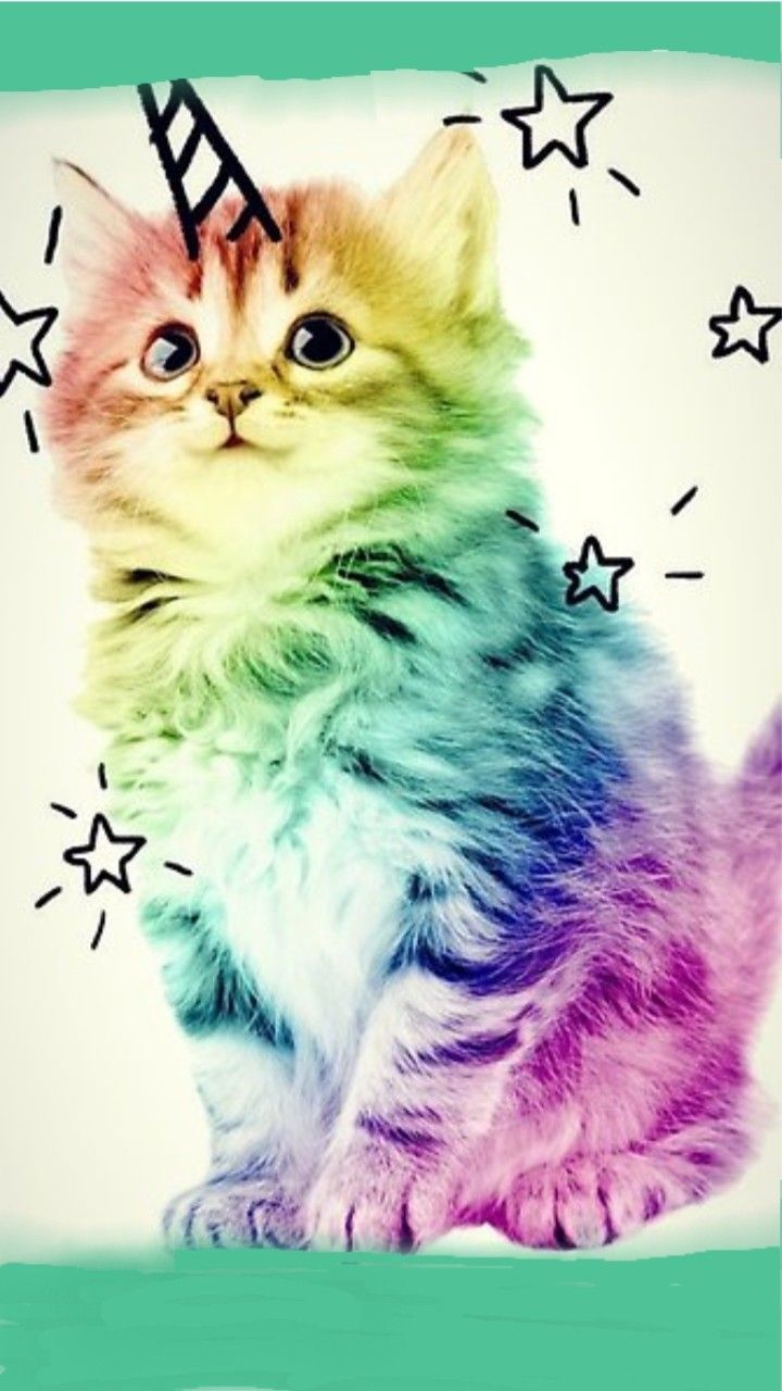 Colorful Kitten Wallpapers - 4k, HD Colorful Kitten Backgrounds on ...