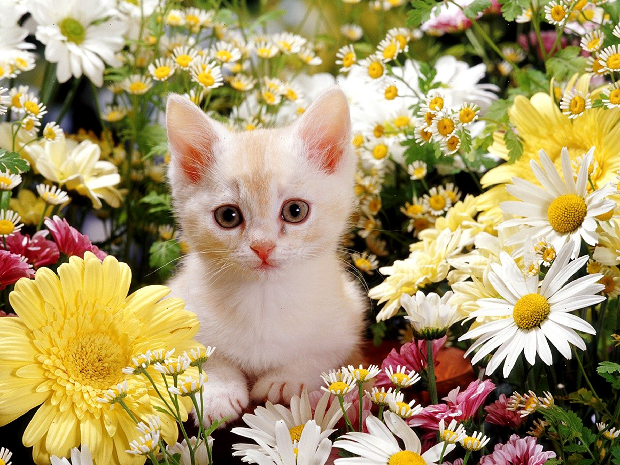 Colorful Kitten Wallpapers - 4k, HD Colorful Kitten Backgrounds on