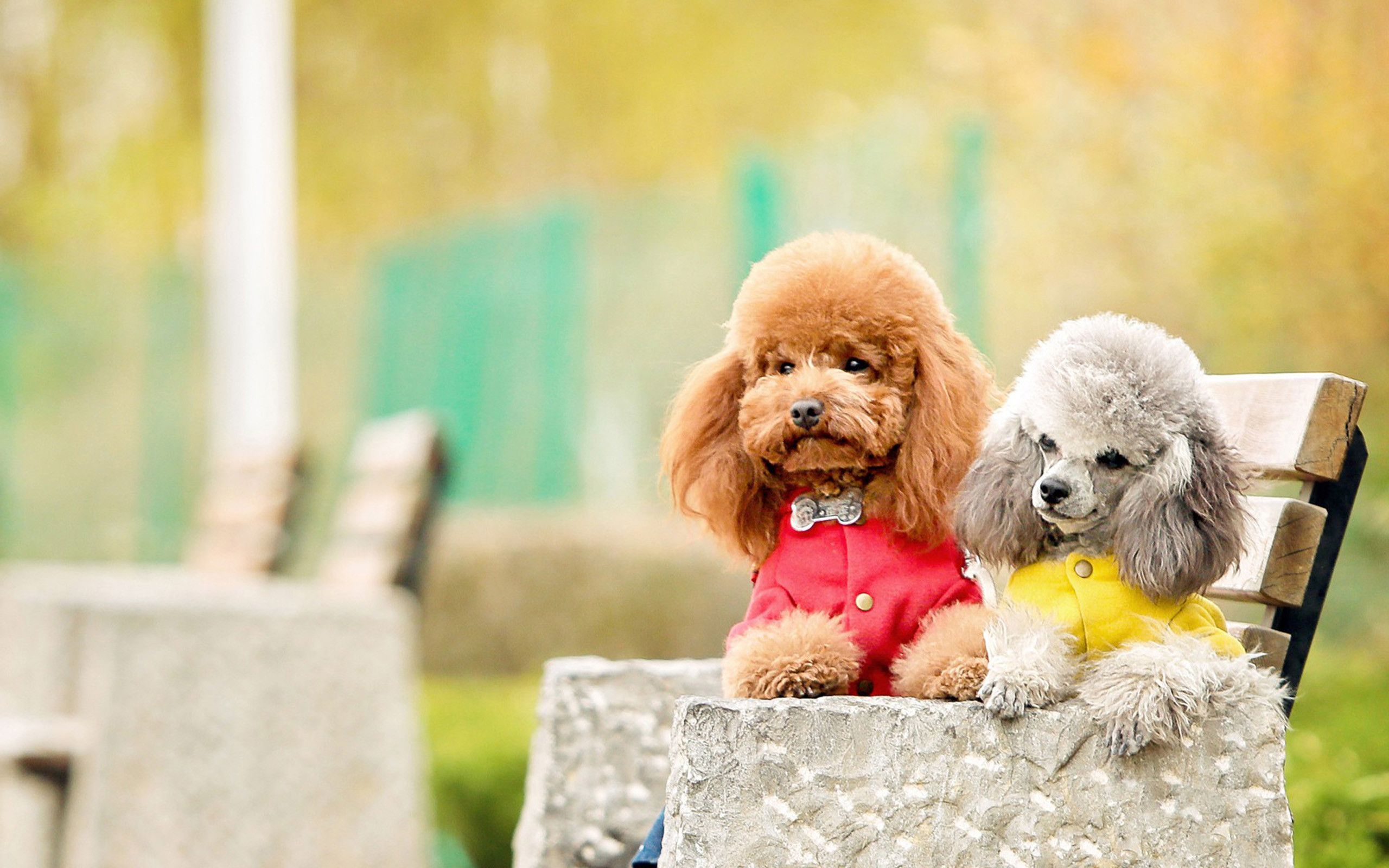 Poodle Puppies Wallpapers - 4k, HD Poodle Puppies Backgrounds on WallpaperBat