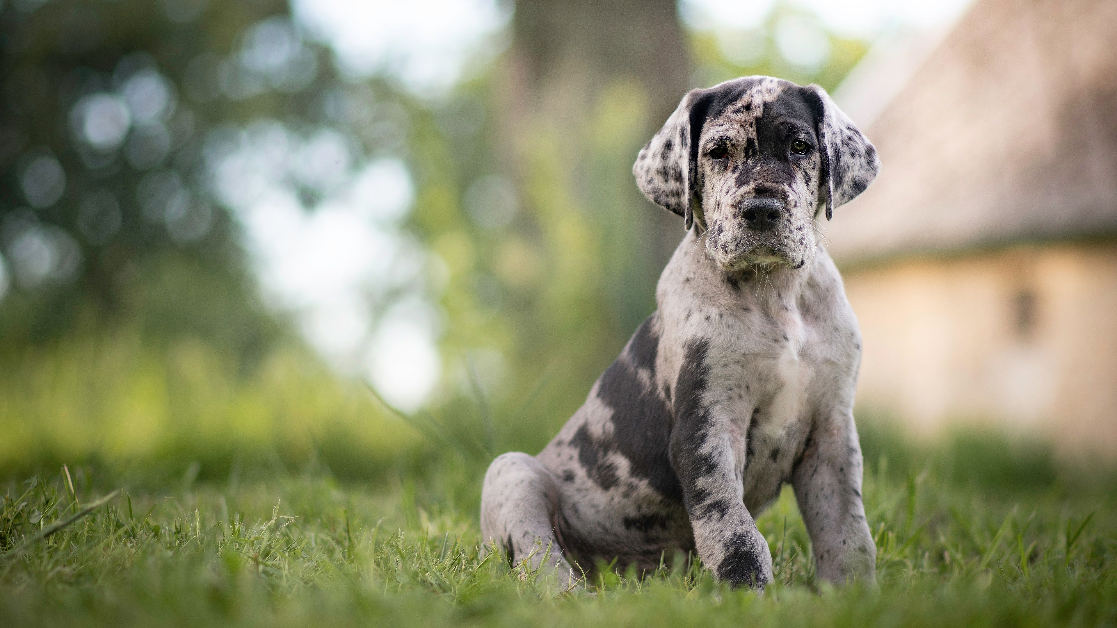 Great Dane Wallpapers - 4k, HD Great Dane Backgrounds on WallpaperBat