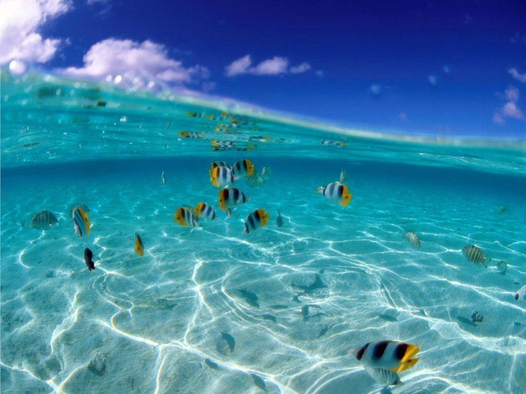 1024x768 Ocean Animals Wallpapers - Wallpaper Cave Wallpaper