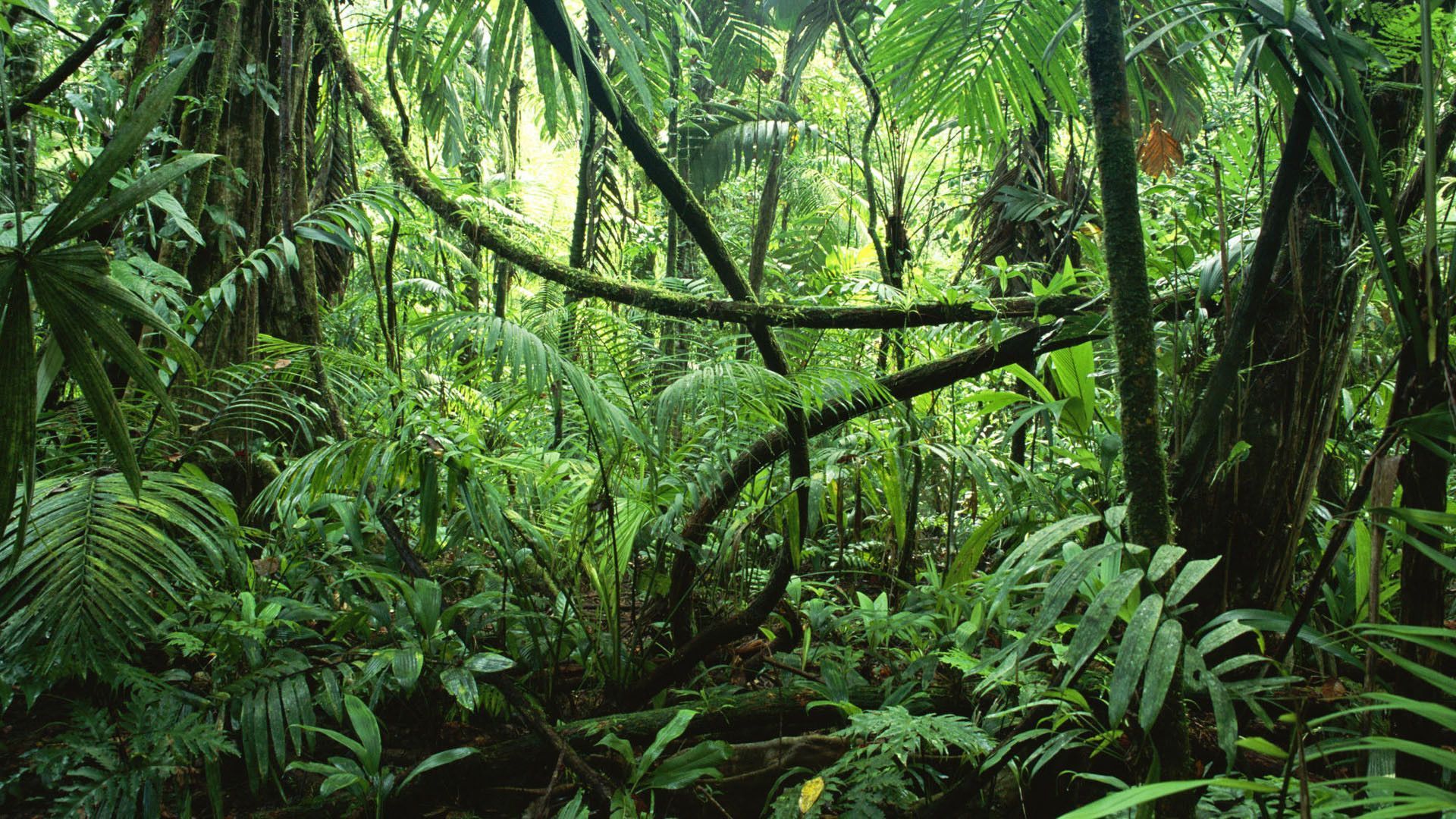 Влажные леса Африки Лиана