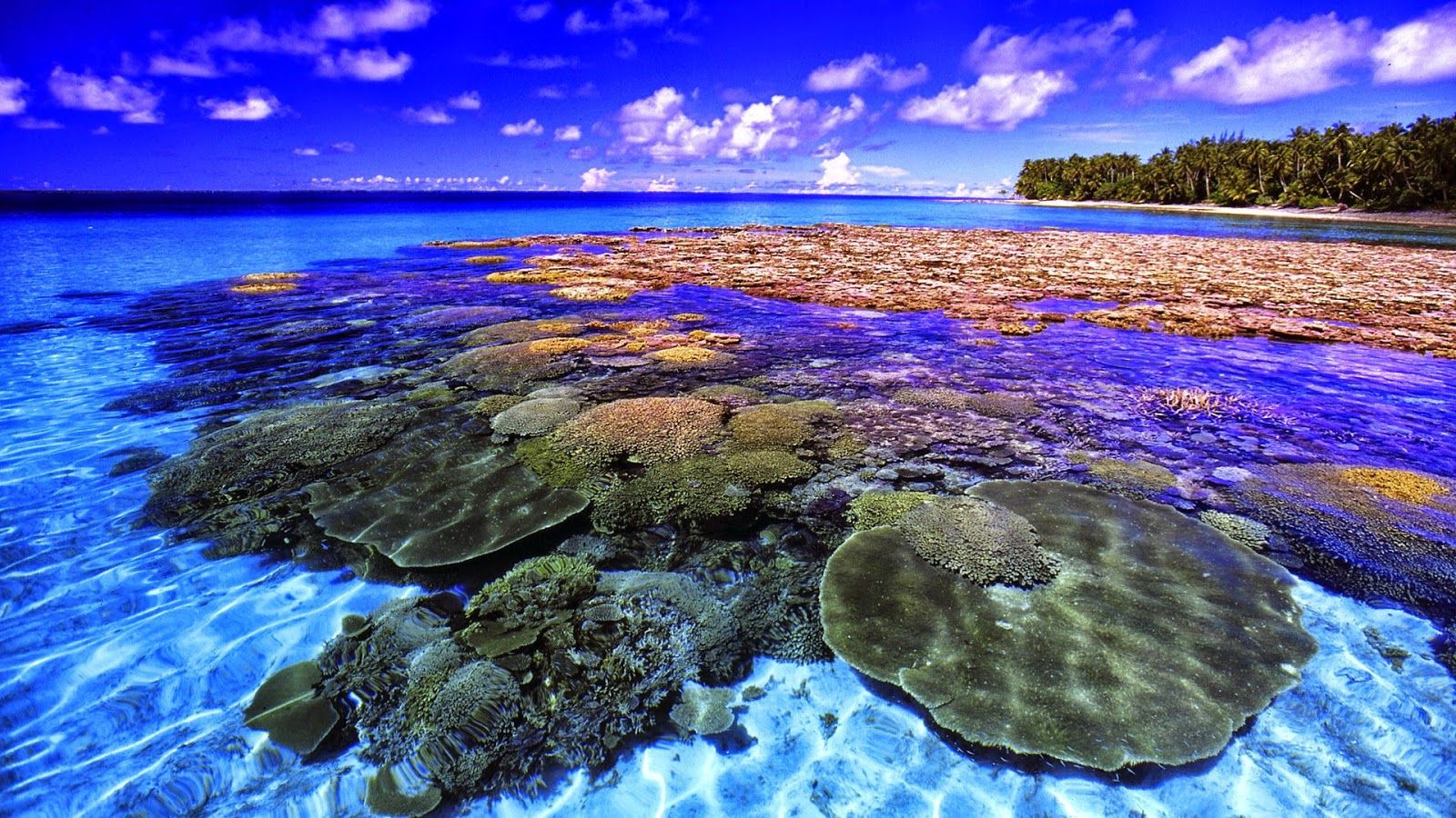 Barrier Reef Wallpapers 4k Hd Barrier Reef Background - vrogue.co