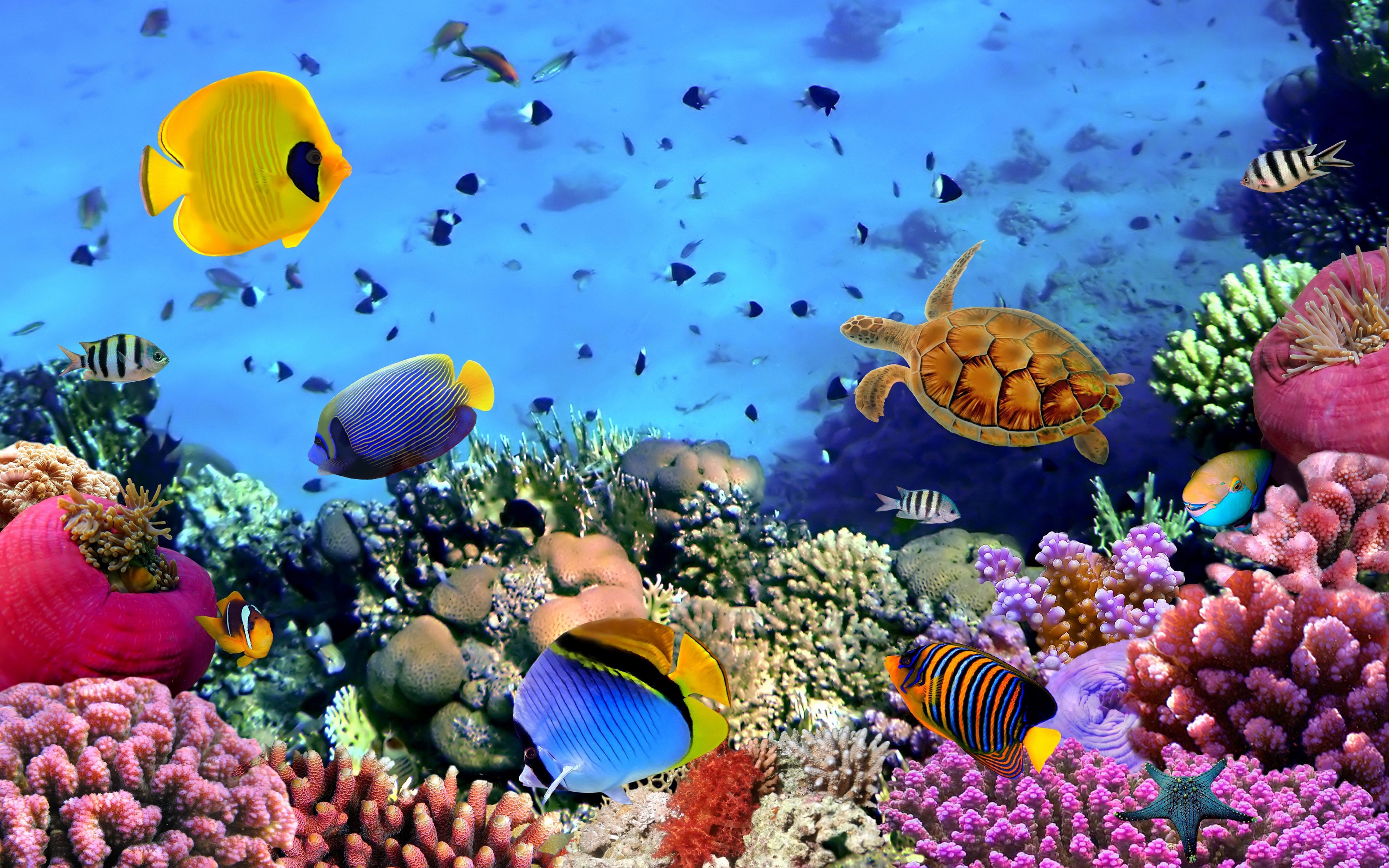 Undersea Wallpapers - 4k, HD Undersea Backgrounds on WallpaperBat