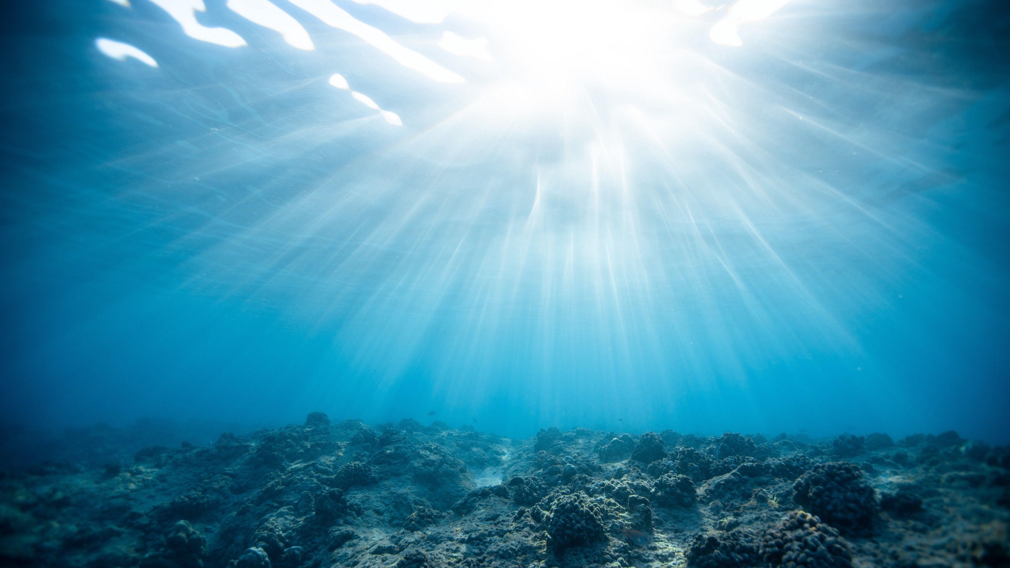 undersea-wallpapers-4k-hd-undersea-backgrounds-on-wallpaperbat
