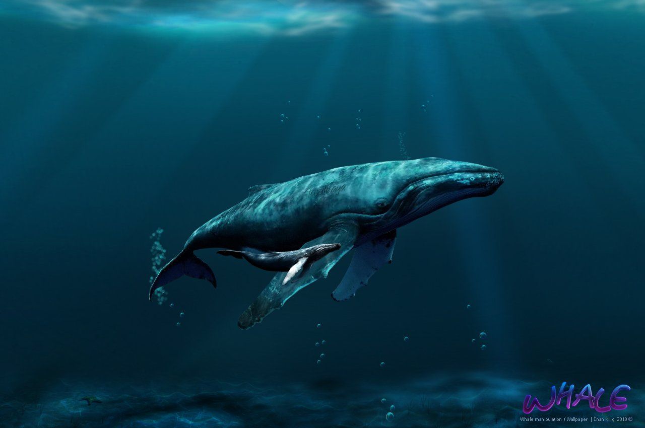 Whale Wallpapers - 4k, HD Whale Backgrounds on WallpaperBat