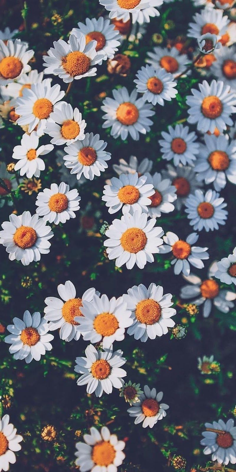 Daisy Laptop Wallpapers - 4k, HD Daisy Laptop Backgrounds on WallpaperBat