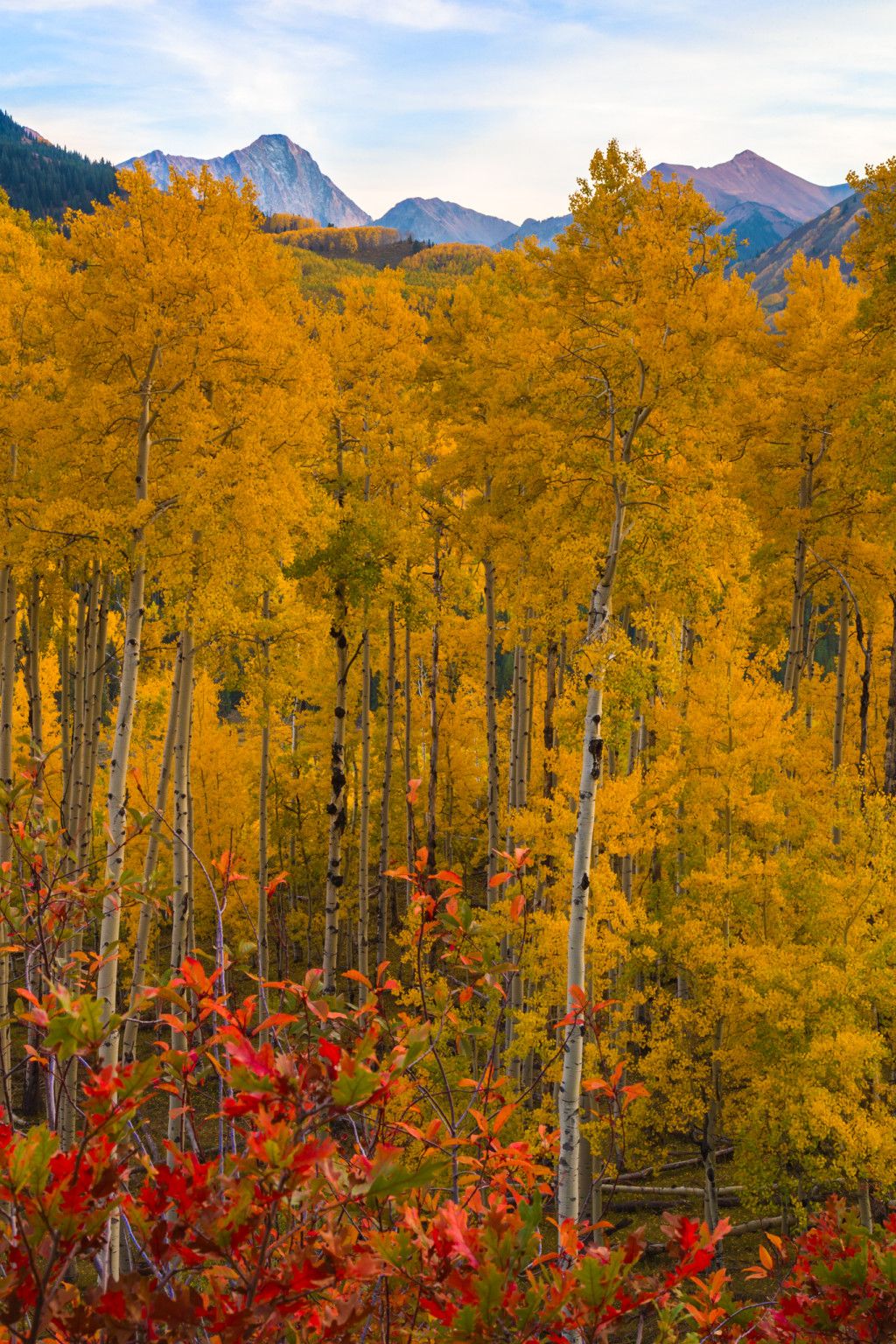 Aspen iPhone Wallpapers - 4k, HD Aspen iPhone Backgrounds on WallpaperBat