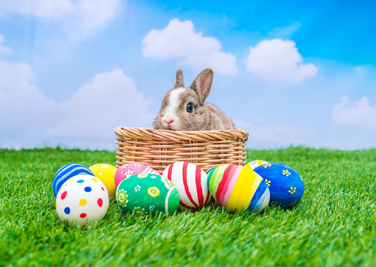 Easter Animal Wallpapers - 4k, HD Easter Animal Backgrounds on WallpaperBat