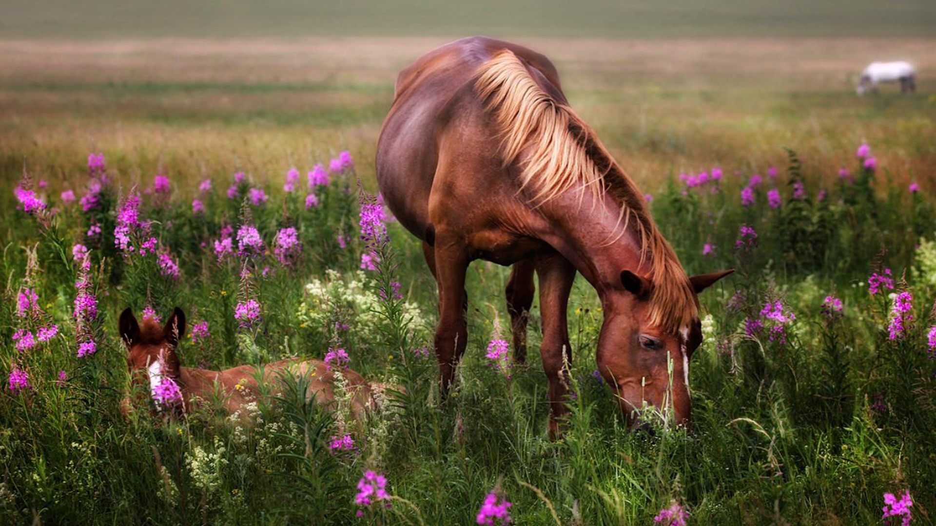 Horses and Flowers Wallpapers - 4k, HD Horses and Flowers Backgrounds ...