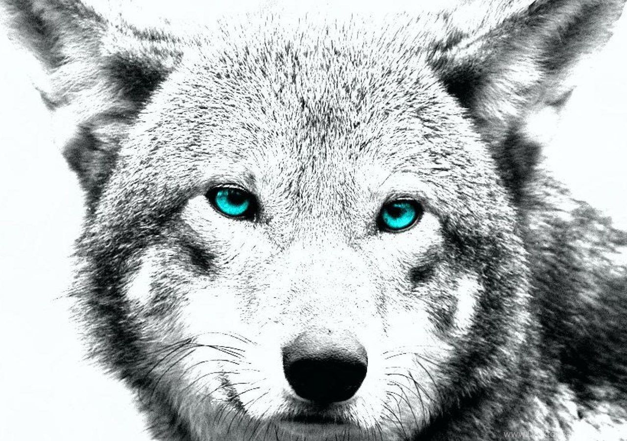 Wolf Art Wallpapers - 4k, HD Wolf Art Backgrounds on WallpaperBat