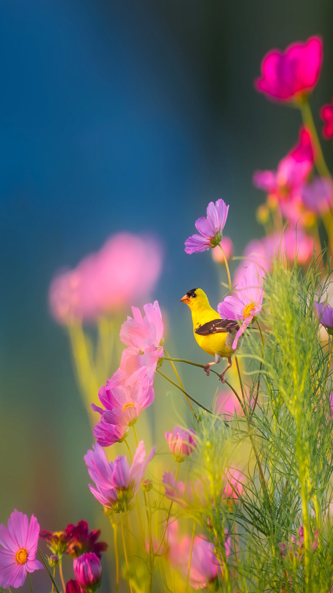 красивые картинки с птицами и цветами