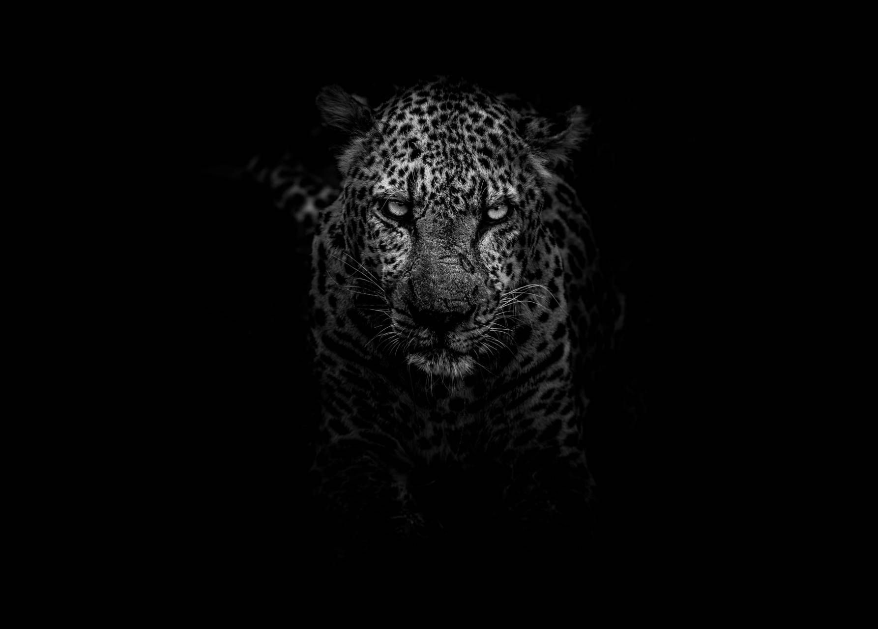 Dark Animal Wallpapers - 4k, HD Dark Animal Backgrounds on WallpaperBat