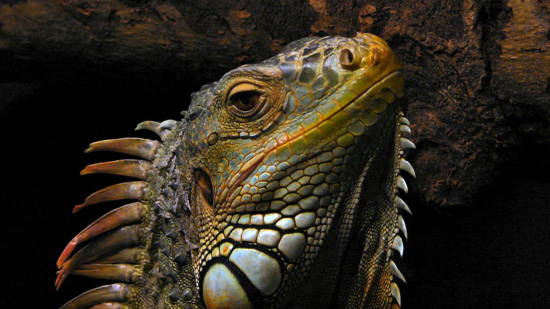 Reptile Animal Wallpapers - 4k, HD Reptile Animal Backgrounds on ...