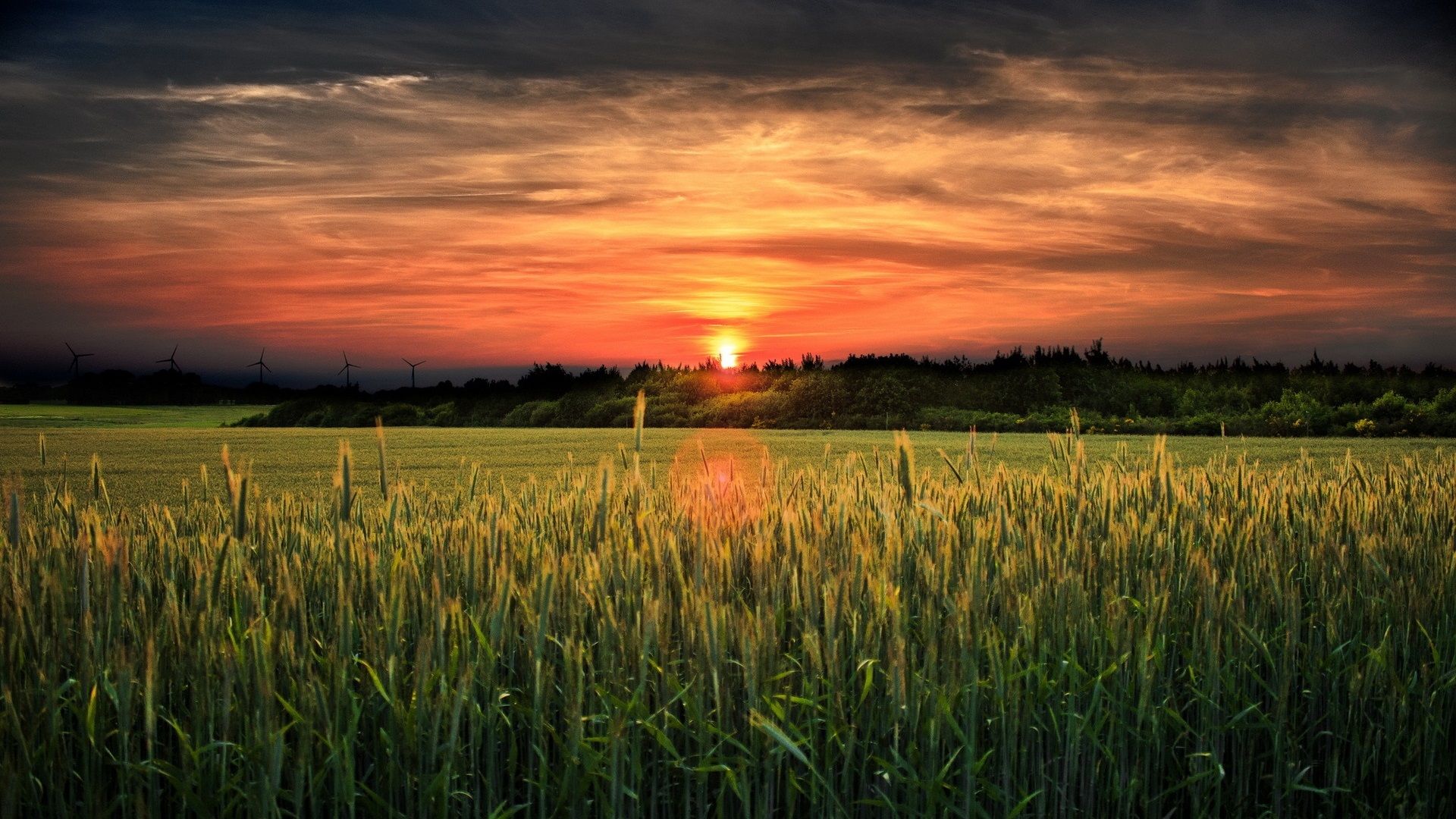 Sunrise Field Wallpapers - 4k, Hd Sunrise Field Backgrounds On Wallpaperbat