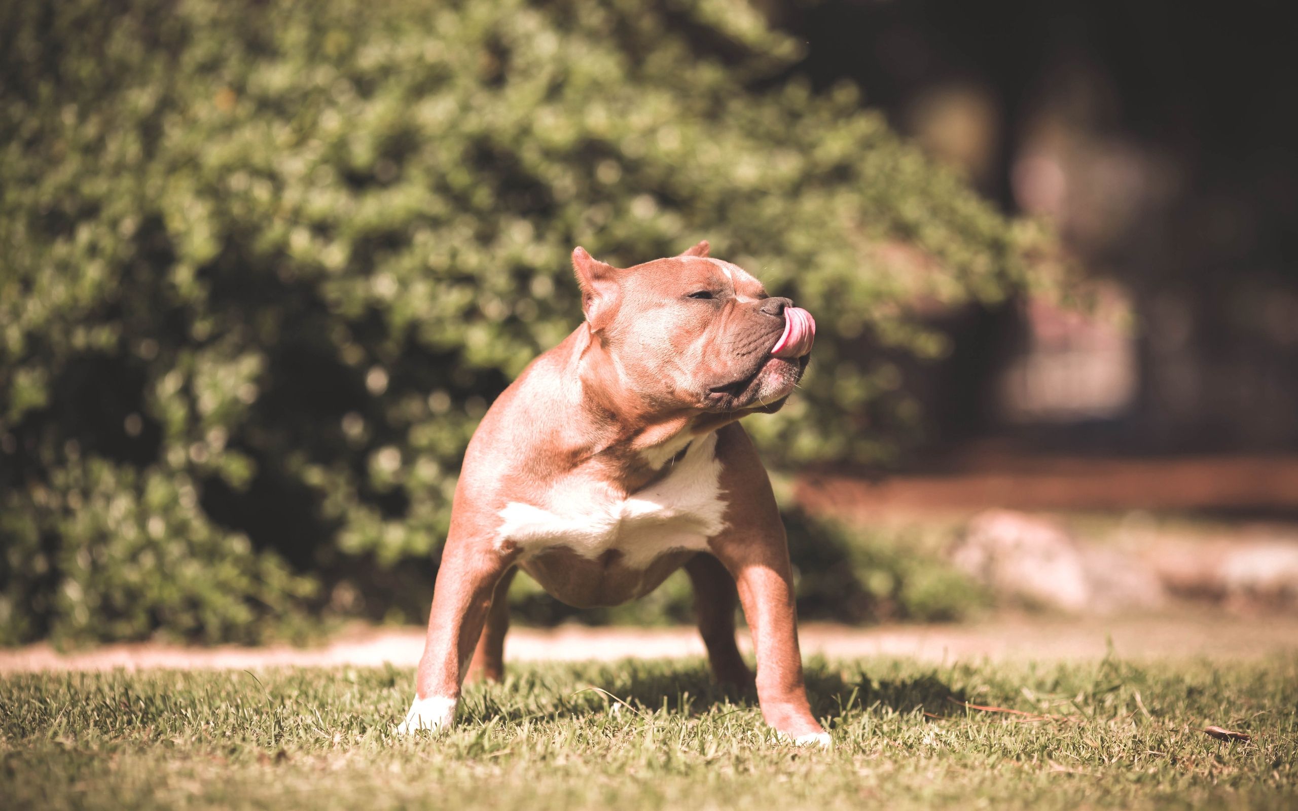Hidden Signs Of Pit Bull Aggression: Expert Reveals The Secrets - 80r88tl