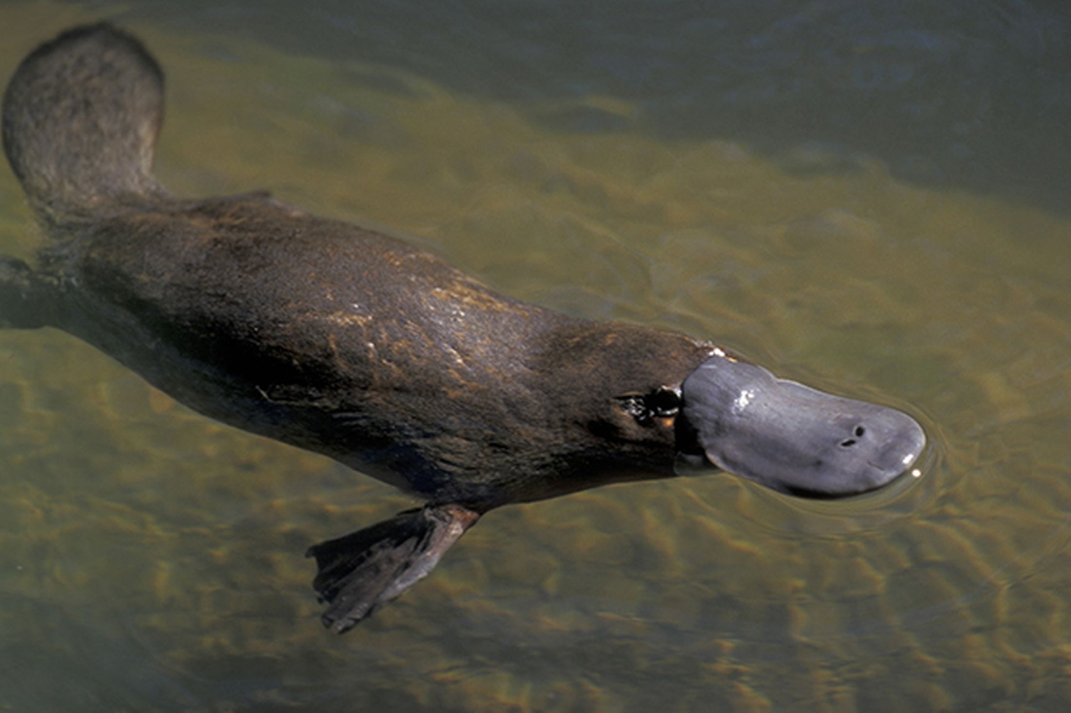 Platypus Animal Wallpapers 4k Hd Platypus Animal Backgrounds On