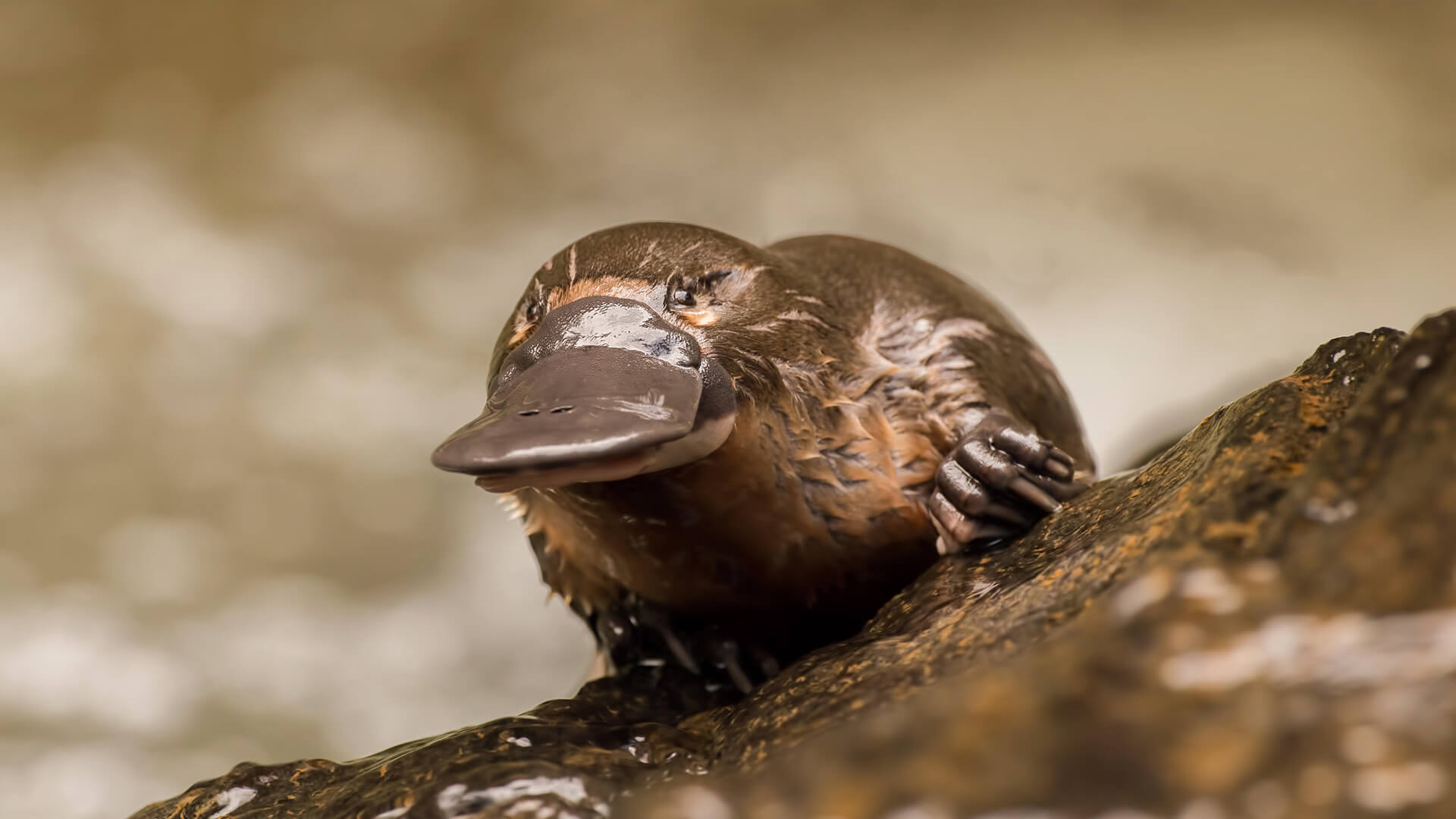 Platypus Animal Wallpapers - 4k, HD Platypus Animal Backgrounds on ...