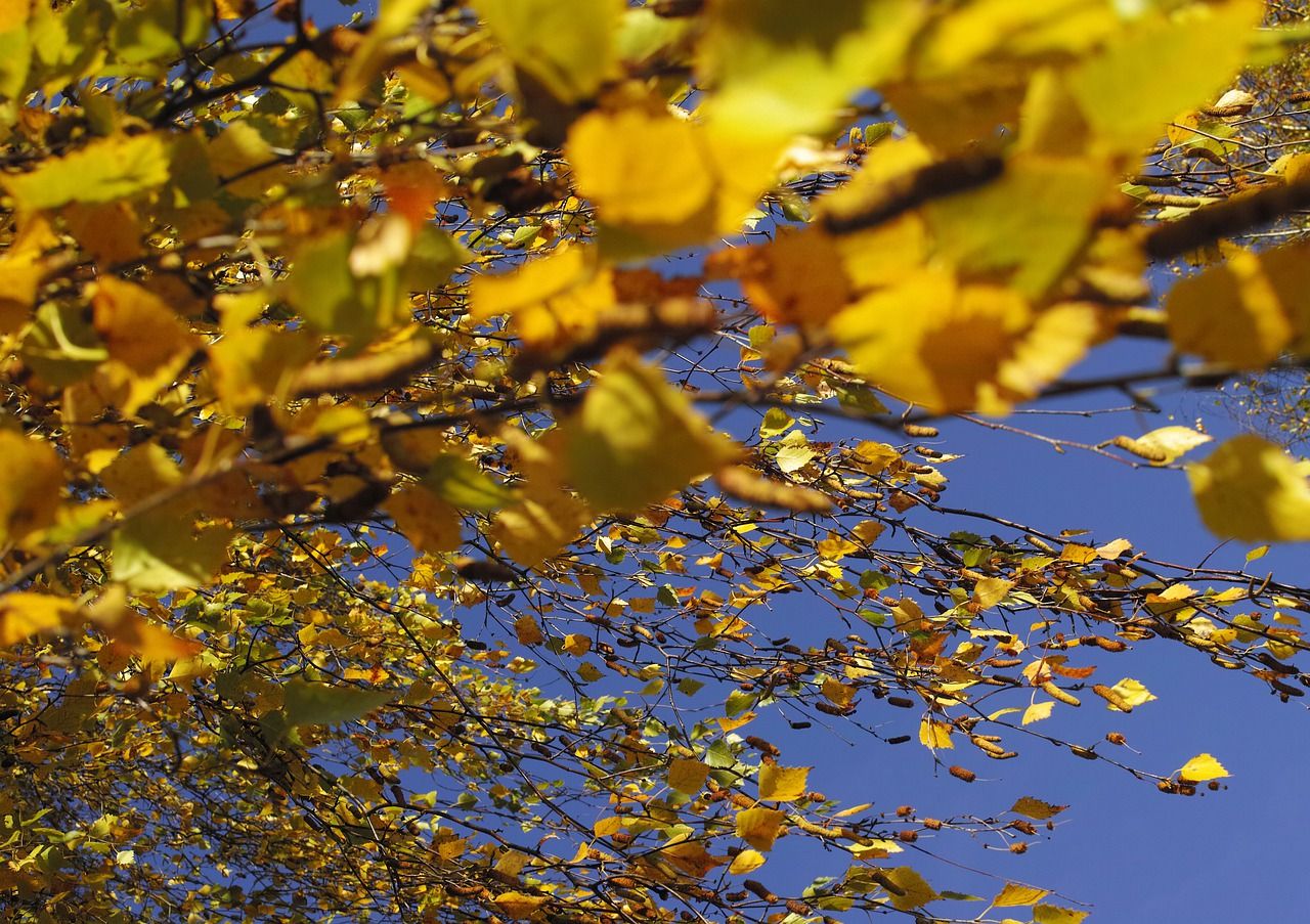 Wind leaves. Дождь. CAD autumn Wind HD.