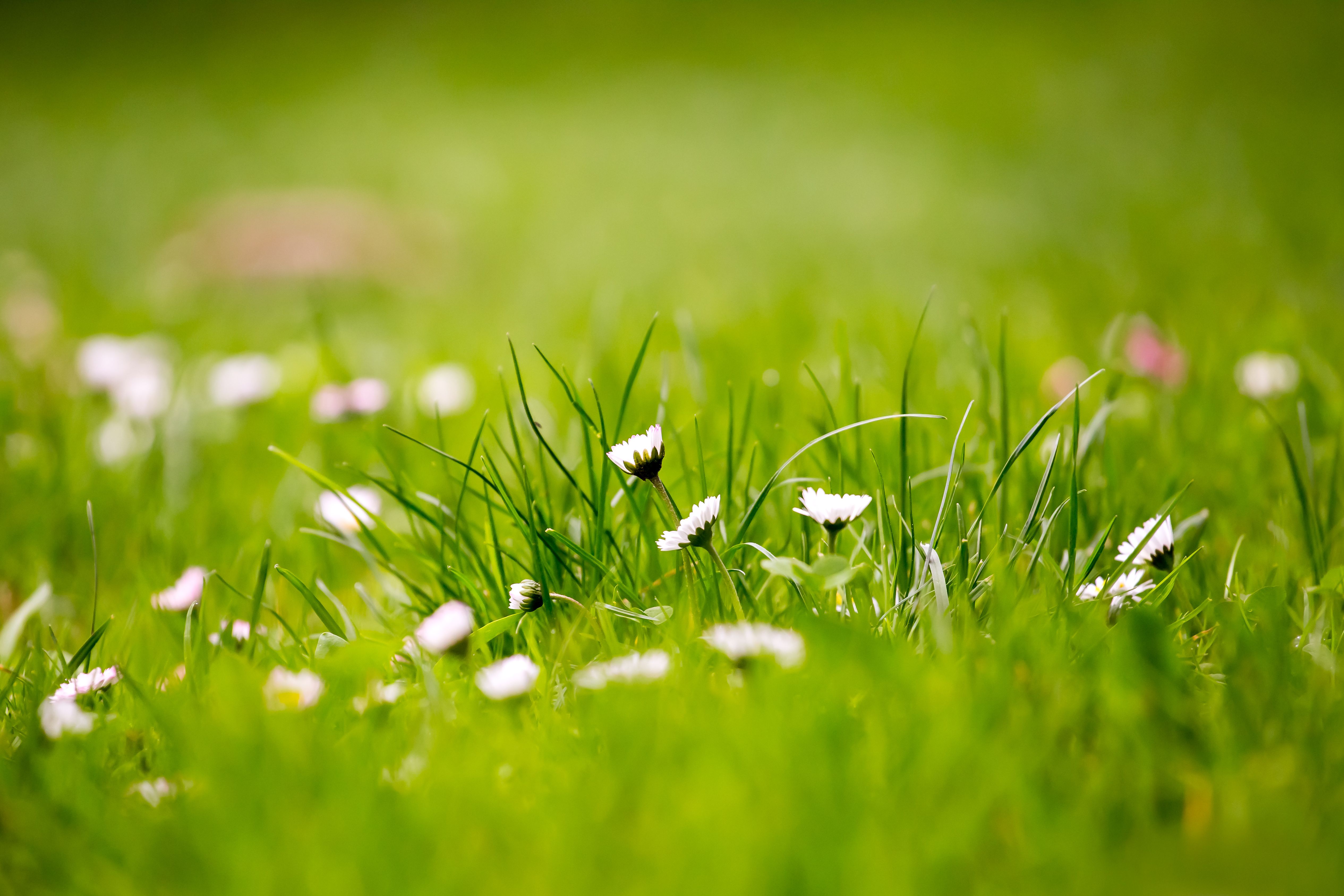 green-grass-wallpapers-4k-hd-green-grass-backgrounds-on-wallpaperbat
