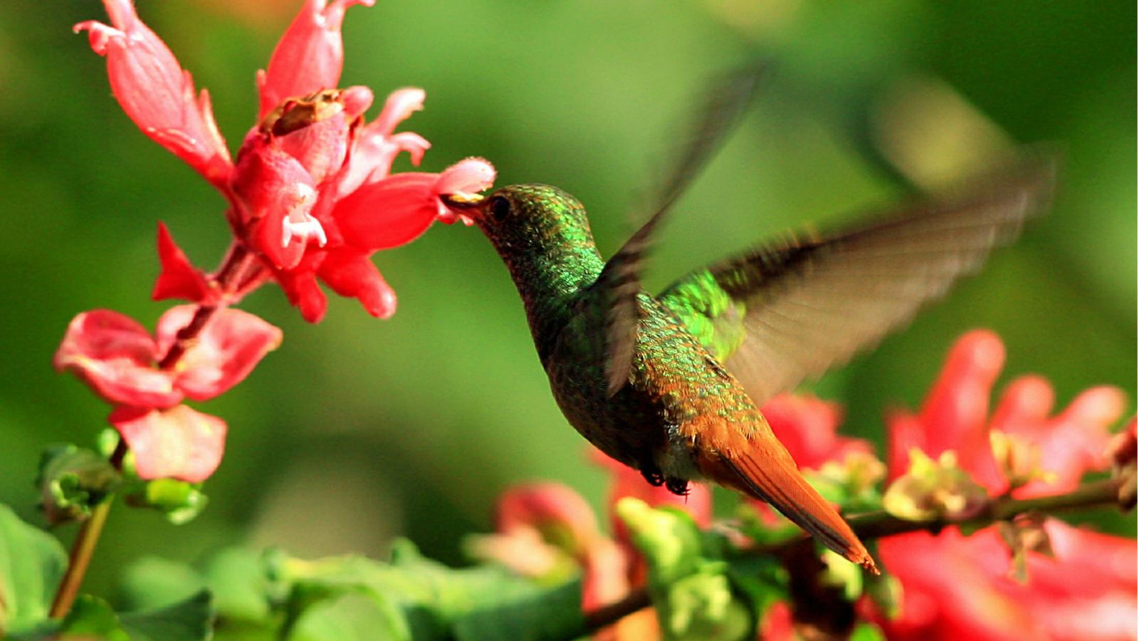 Hummingbirds and Butterflies Wallpapers - 4k, HD Hummingbirds and ...