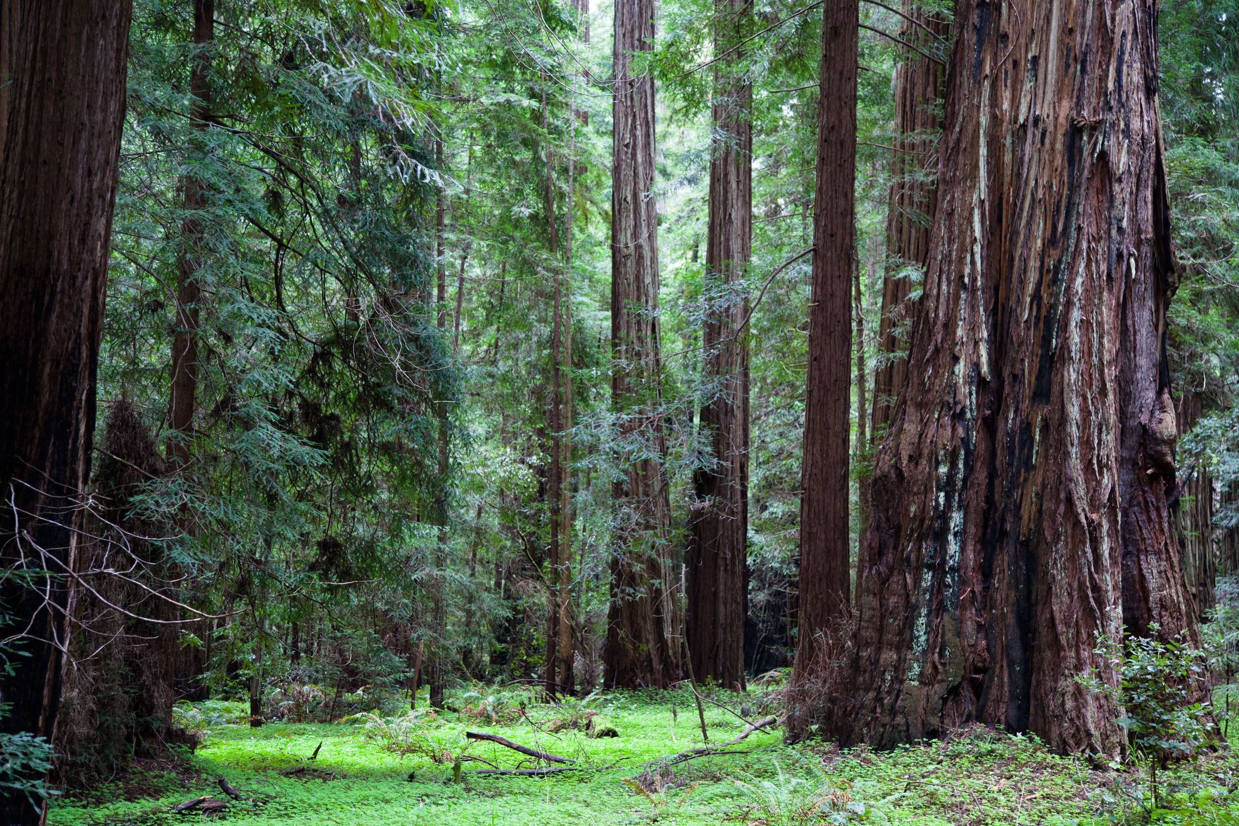 California Redwood Forest Wallpapers - 4k, HD California Redwood Forest