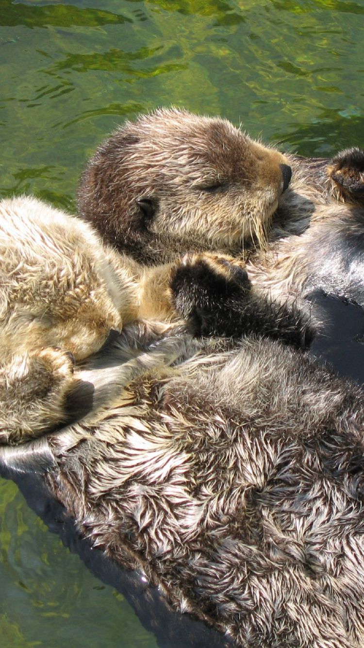 River Otter Swimming Wallpapers - 4k, HD River Otter Swimming ...