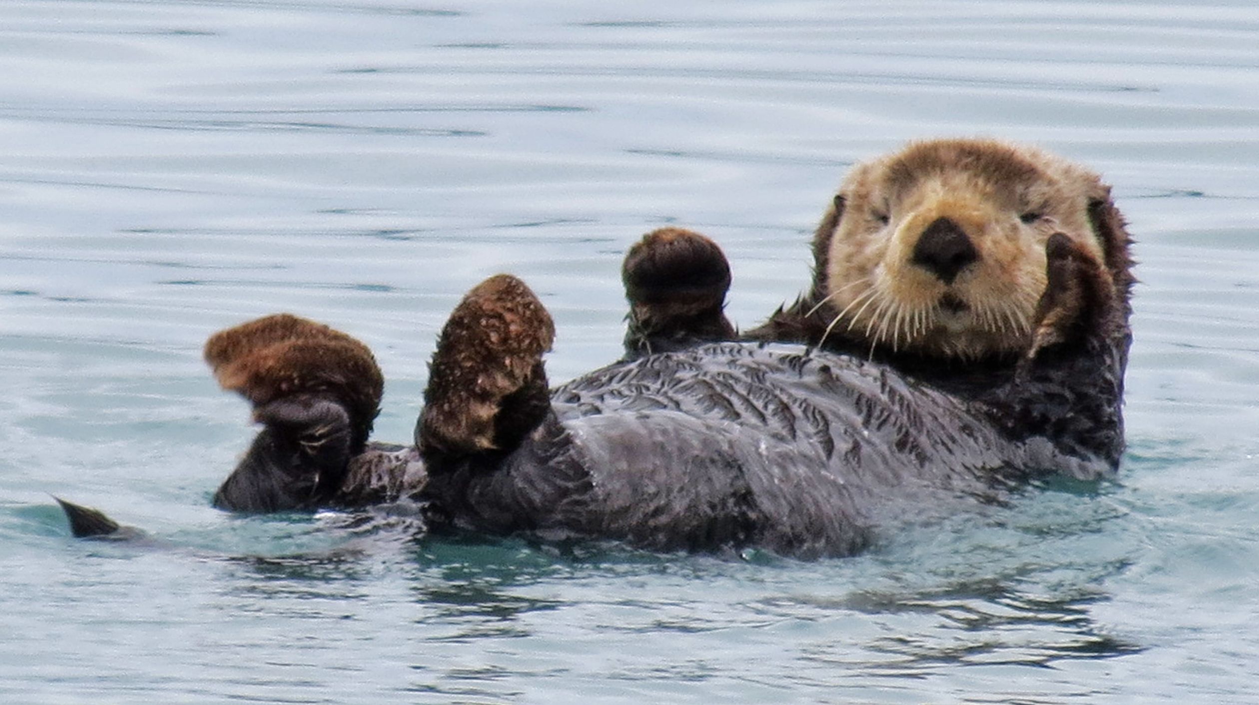 River Otter Swimming Wallpapers - 4k, HD River Otter Swimming ...