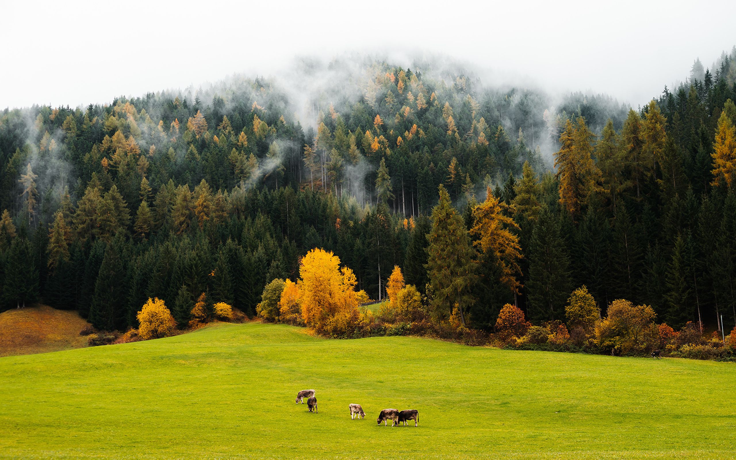 Autumn Meadow Wallpapers - 4k, HD Autumn Meadow Backgrounds on WallpaperBat