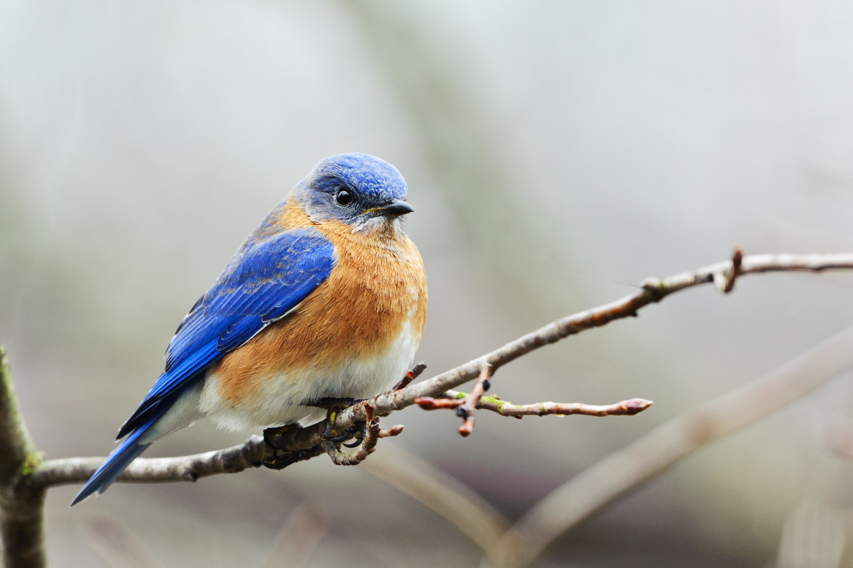 Female bluebird picture - 🧡 Восточная сиалия (самка) - Eastern Bluebird fe...