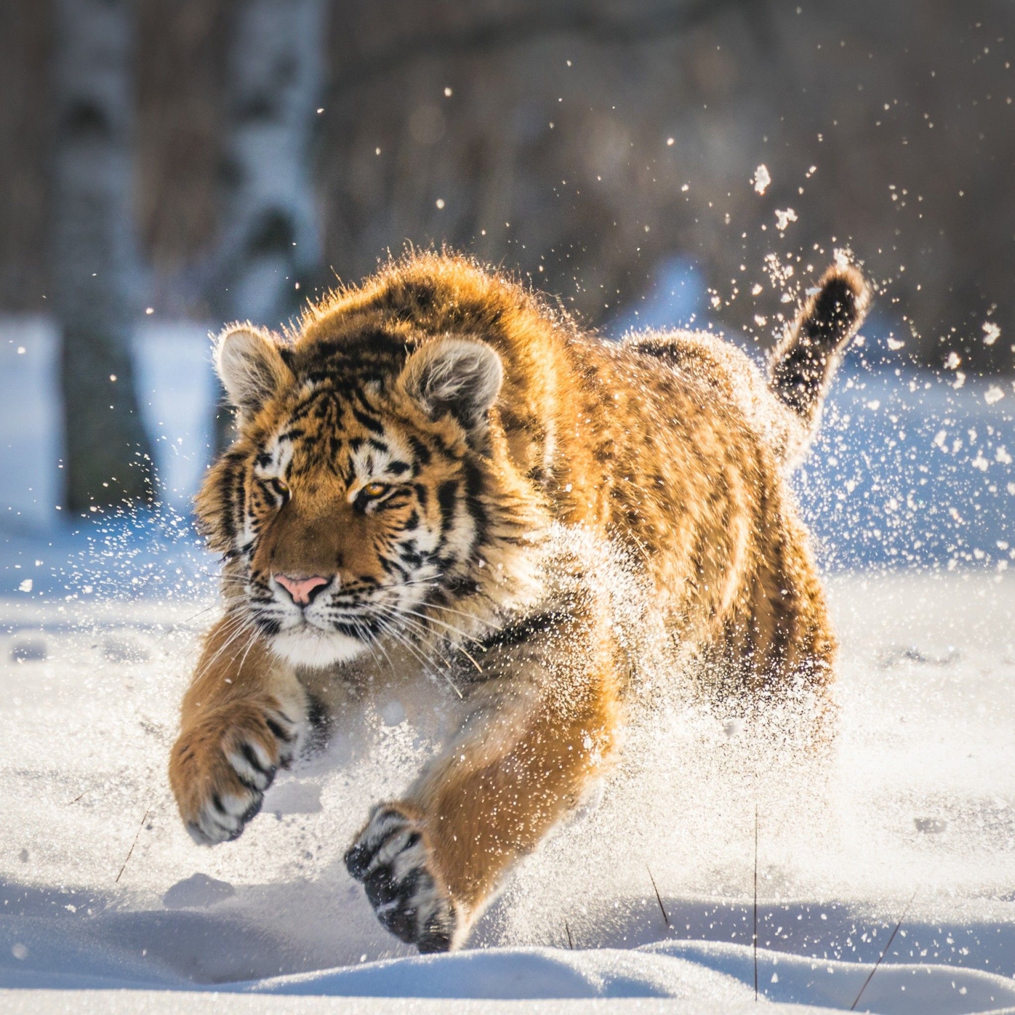 Tiger Cub Wallpapers - 4k, HD Tiger Cub Backgrounds on WallpaperBat