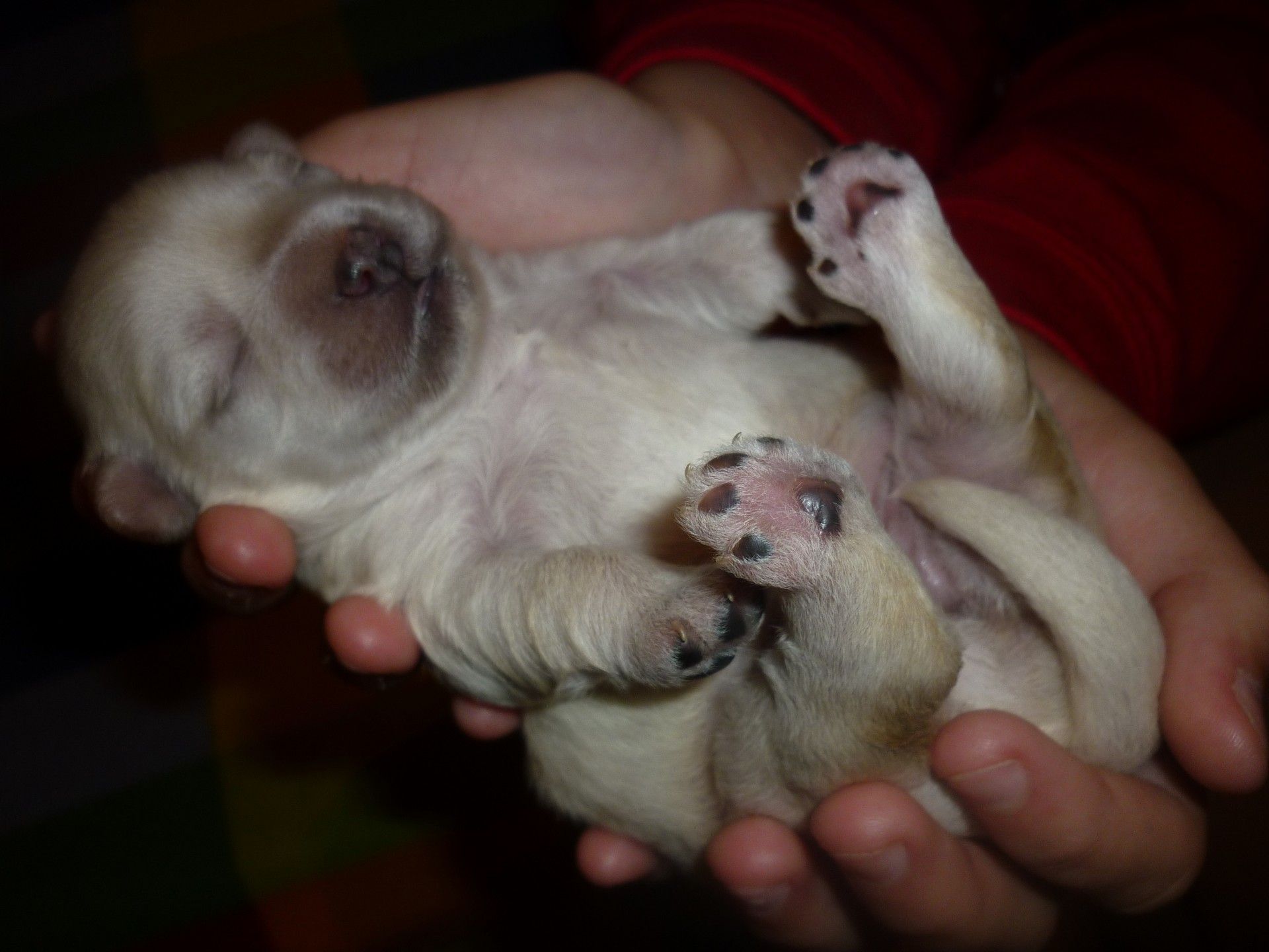 Лучше собаку девочку или мальчика. Новорожденные щенки чихуахуа. Новорожденный щенок. Щенок но. Маленькие щенята Новорожденные.