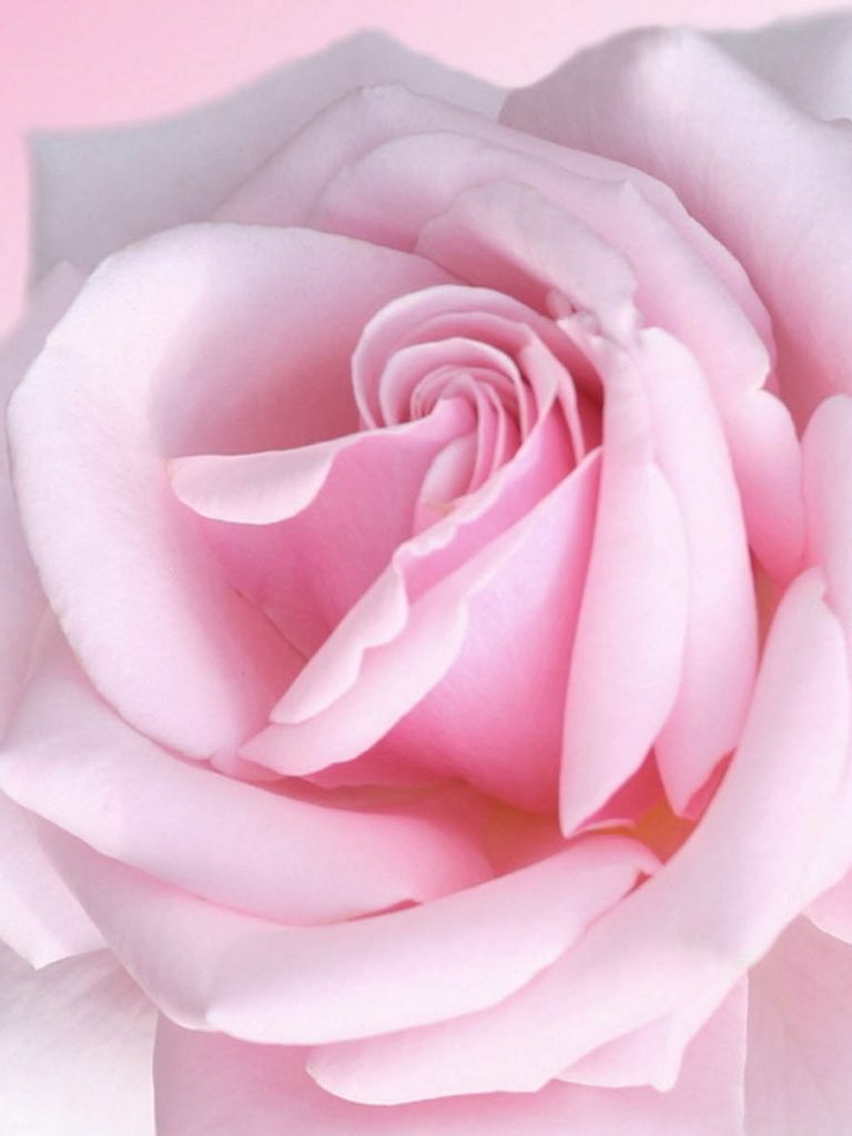 Pastel Pink Roses Wallpapers - 4k, HD Pastel Pink Roses Backgrounds on ...