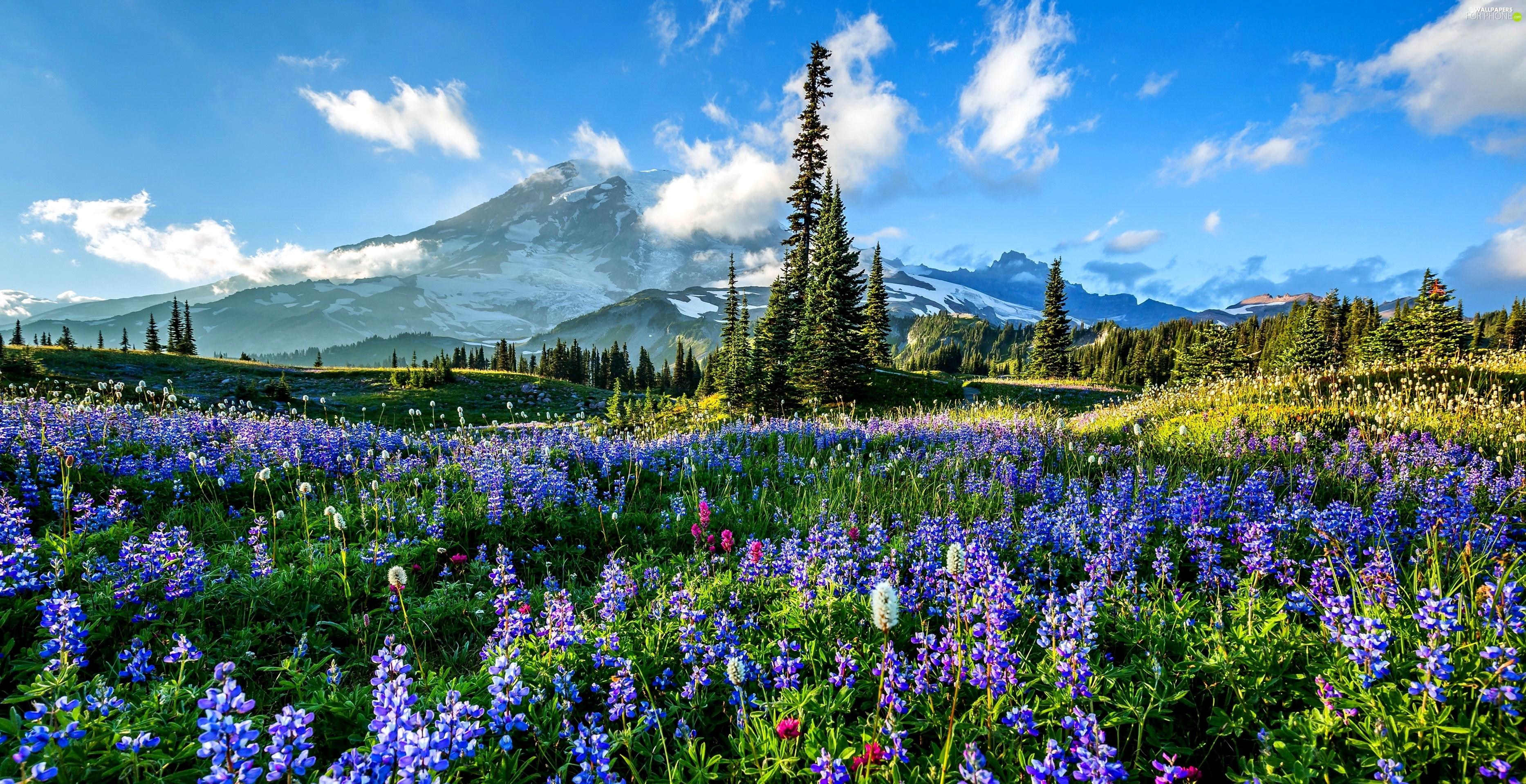 Mountain and Meadow Flowers Wallpapers - 4k, HD Mountain and Meadow ...