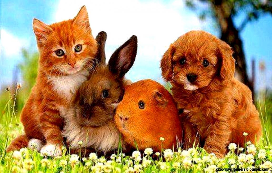 Kitten and Bunny Wallpapers - 4k, HD Kitten and Bunny Backgrounds on