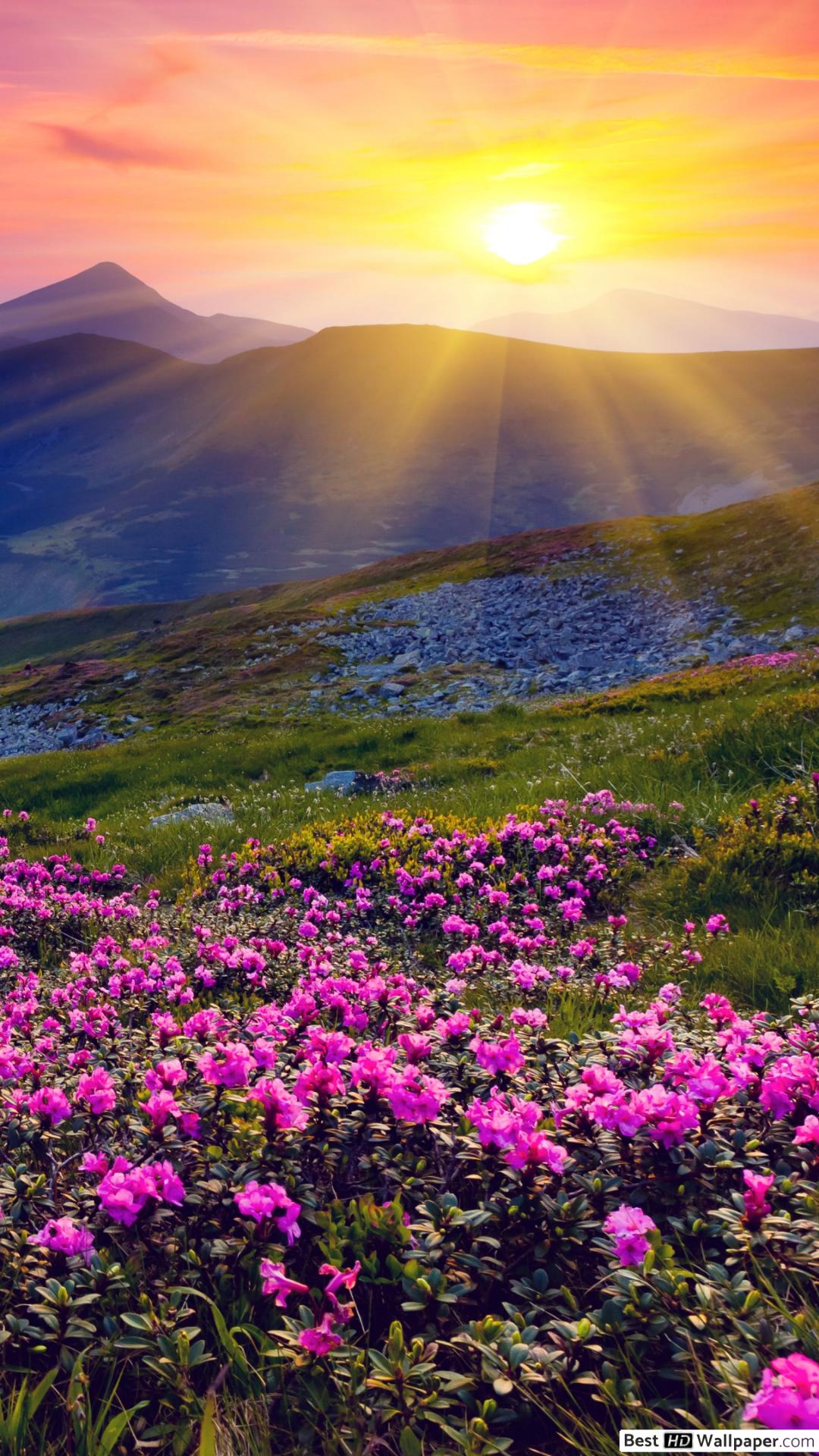 Spring Sunrise Wallpapers - 4k, HD Spring Sunrise Backgrounds on ...